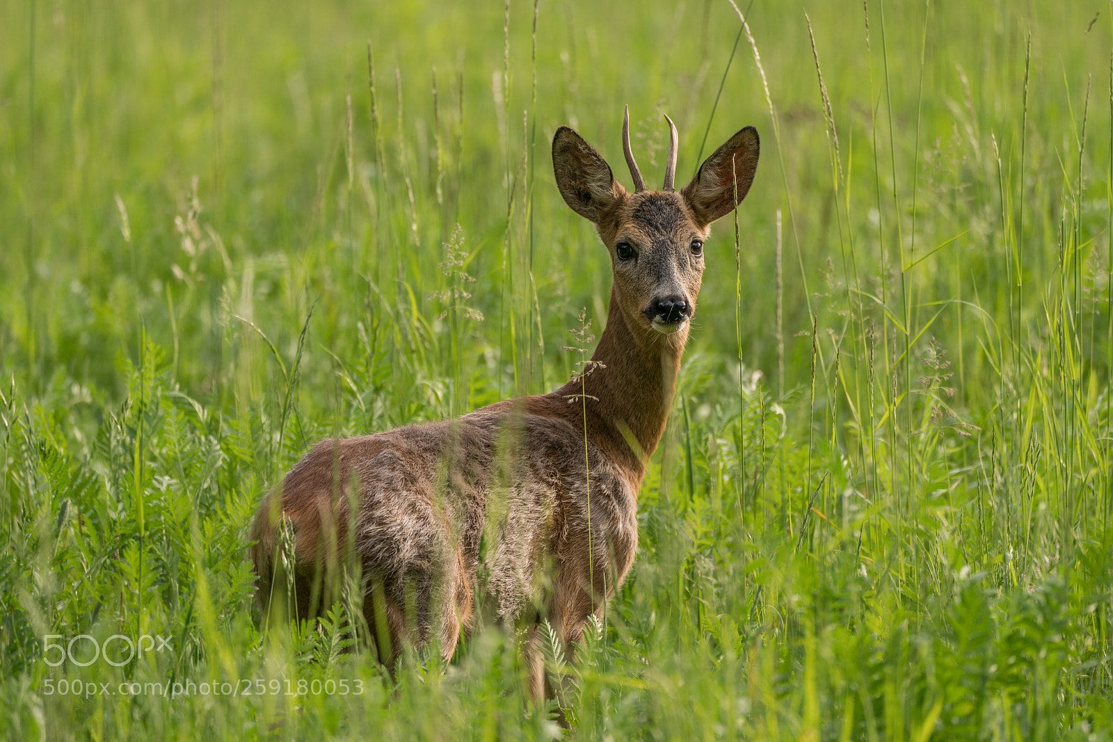 Sony a7R II sample photo. Rehbock im gr nen photography