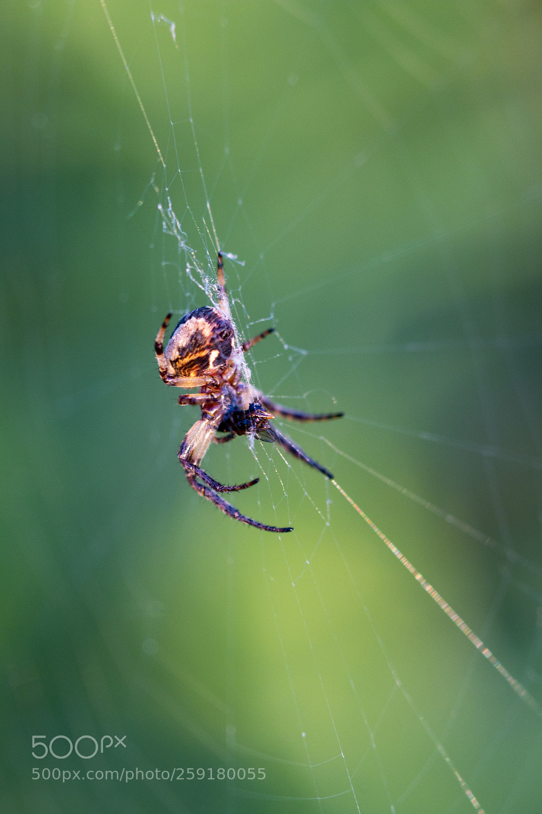 Canon EOS 70D sample photo. Macro photography