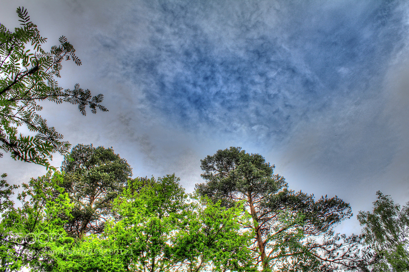 Canon EOS 550D (EOS Rebel T2i / EOS Kiss X4) sample photo. Trees and the sky photography