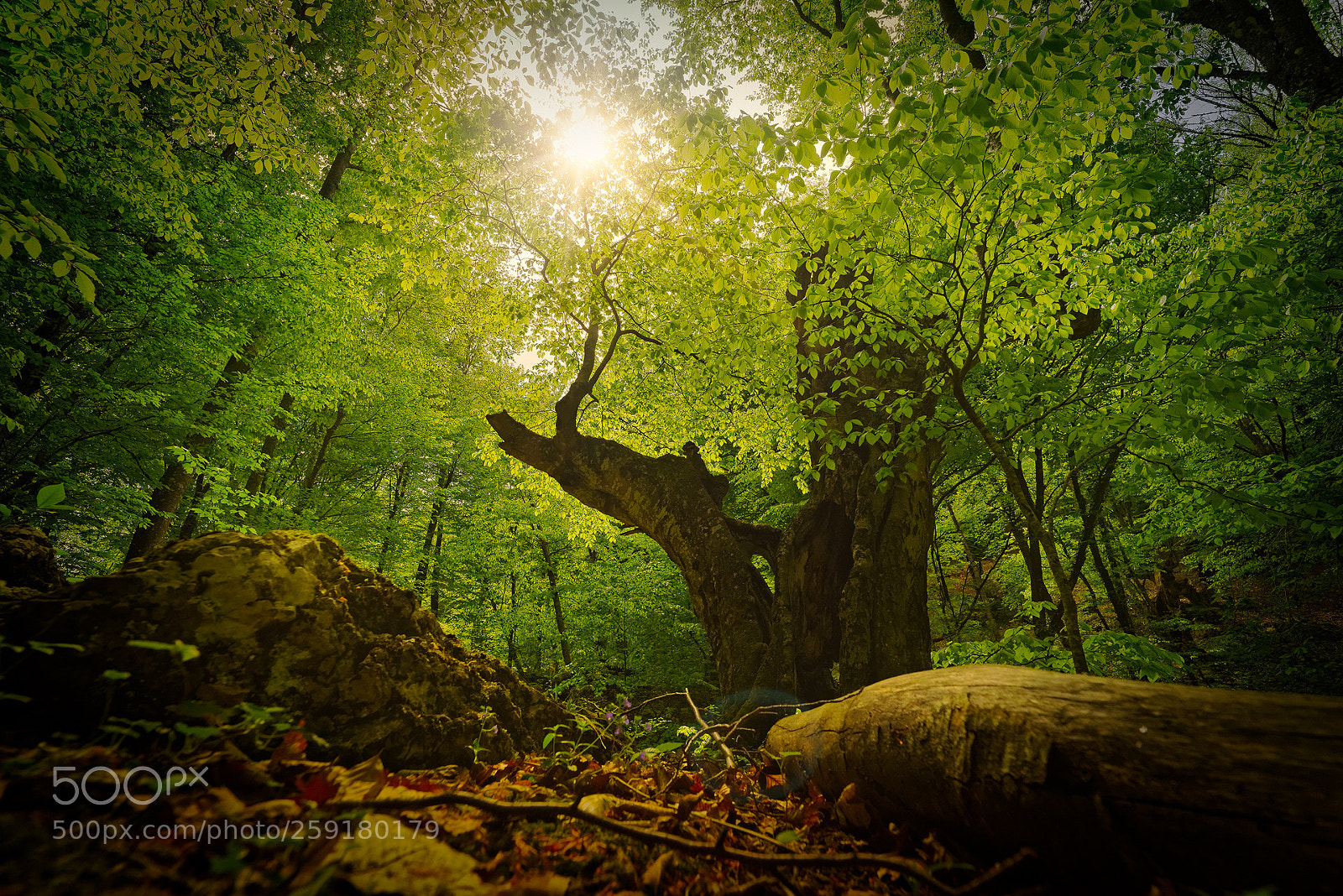 Pentax K-1 sample photo. Ancient beech forests of photography