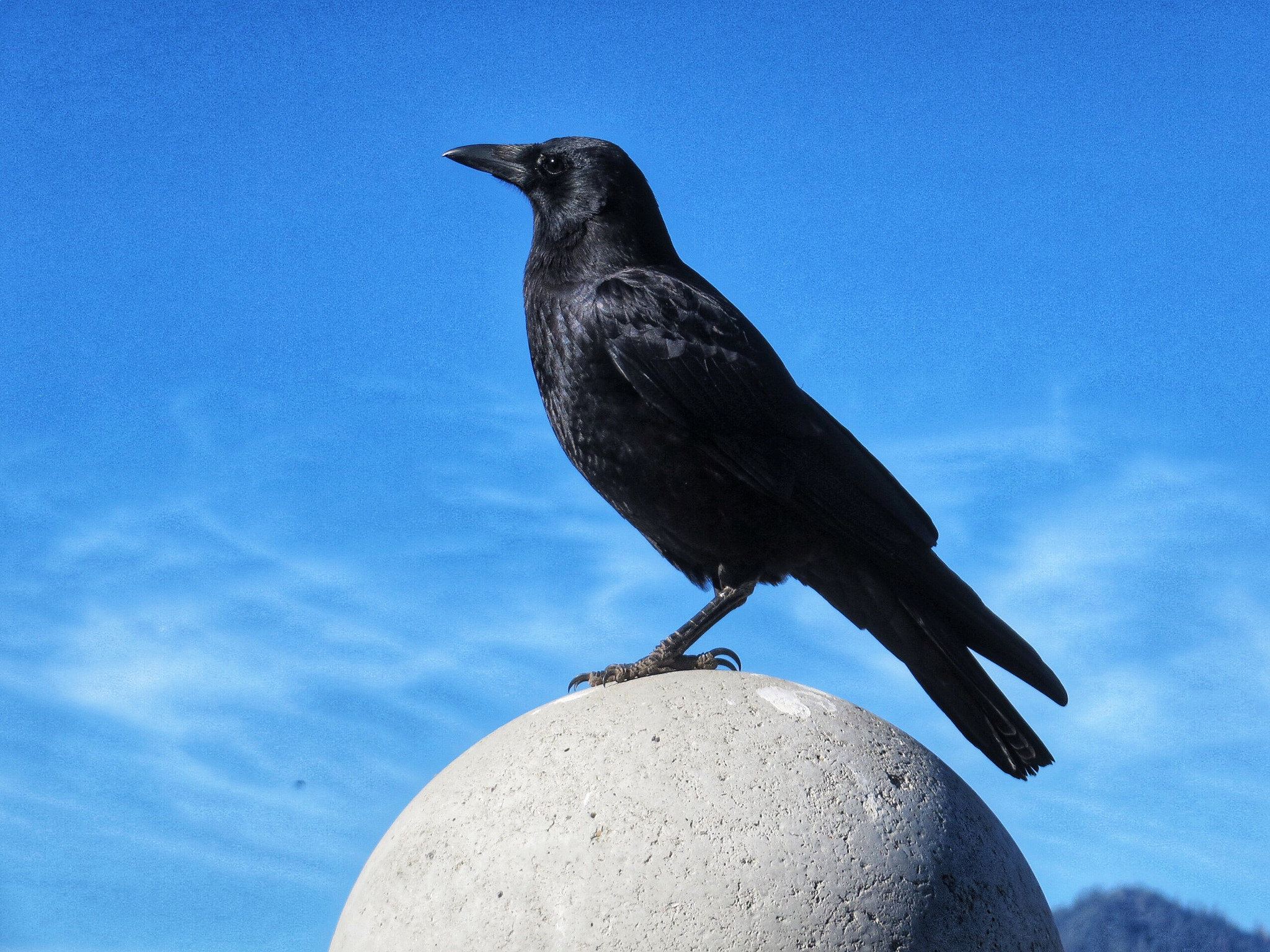 Canon PowerShot SX280 HS sample photo. Raven ascending  photography