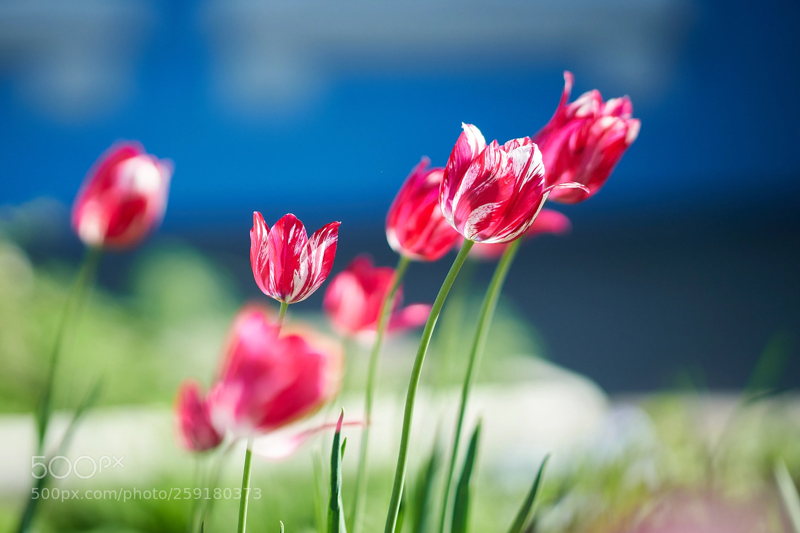 Sony a99 II sample photo. тюльпаны. photography