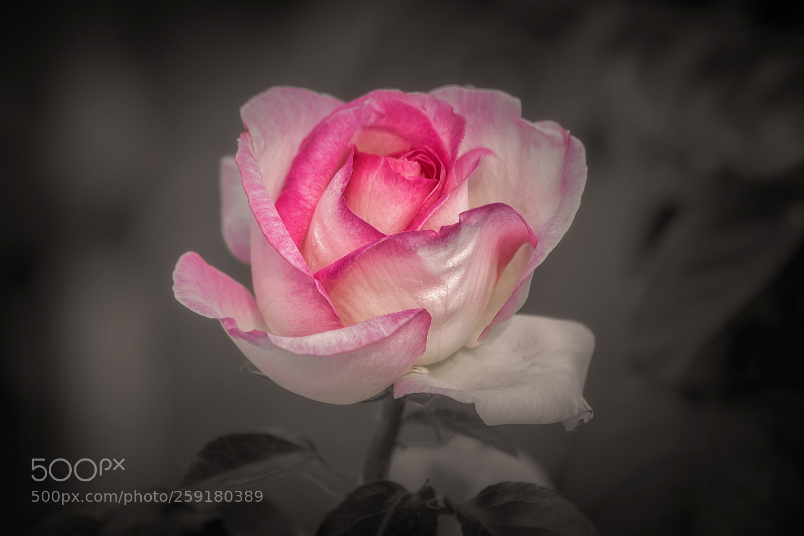 Canon EOS 700D (EOS Rebel T5i / EOS Kiss X7i) sample photo. Rose 'princesse de monaco' photography