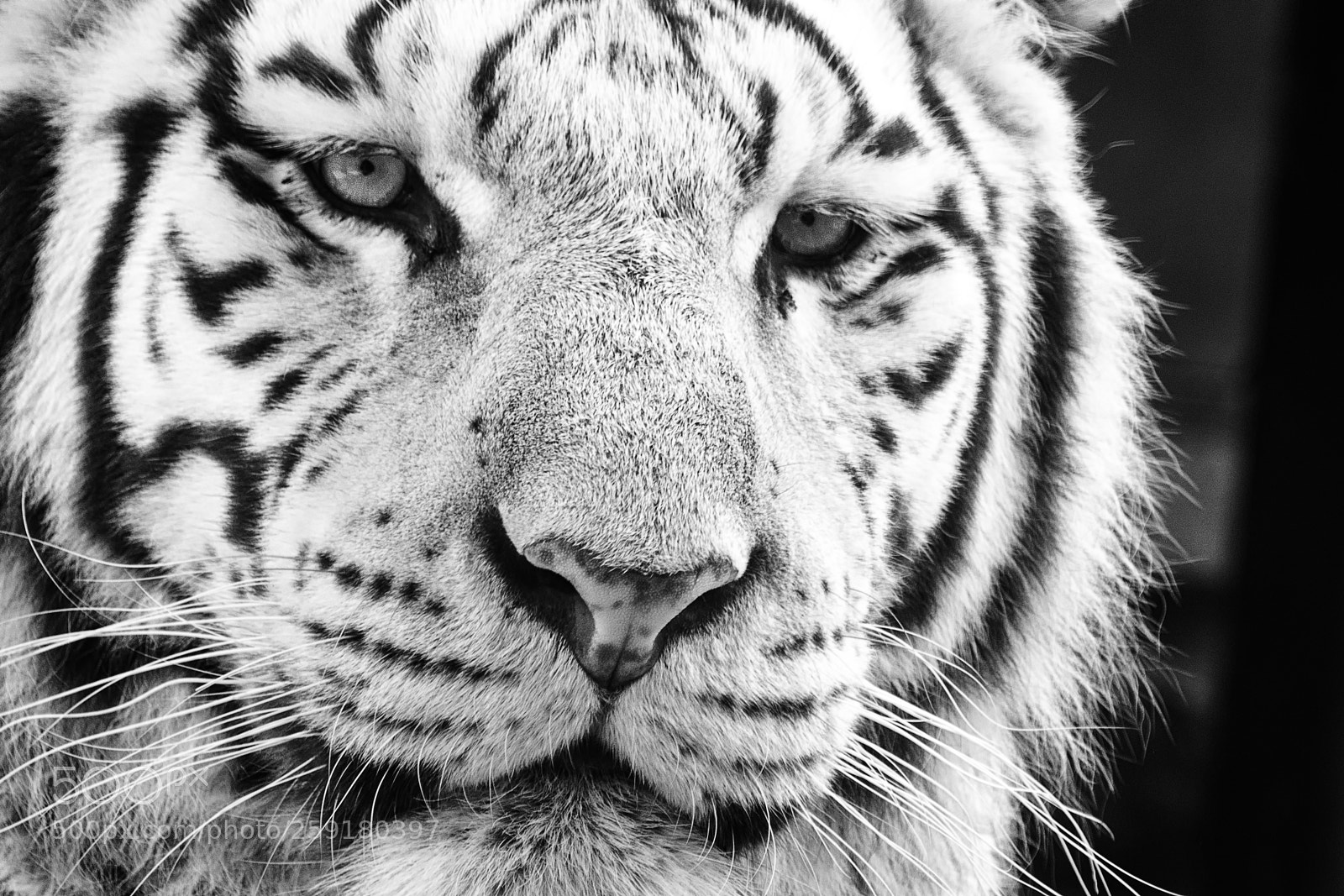 Nikon D600 sample photo. White tiger photography