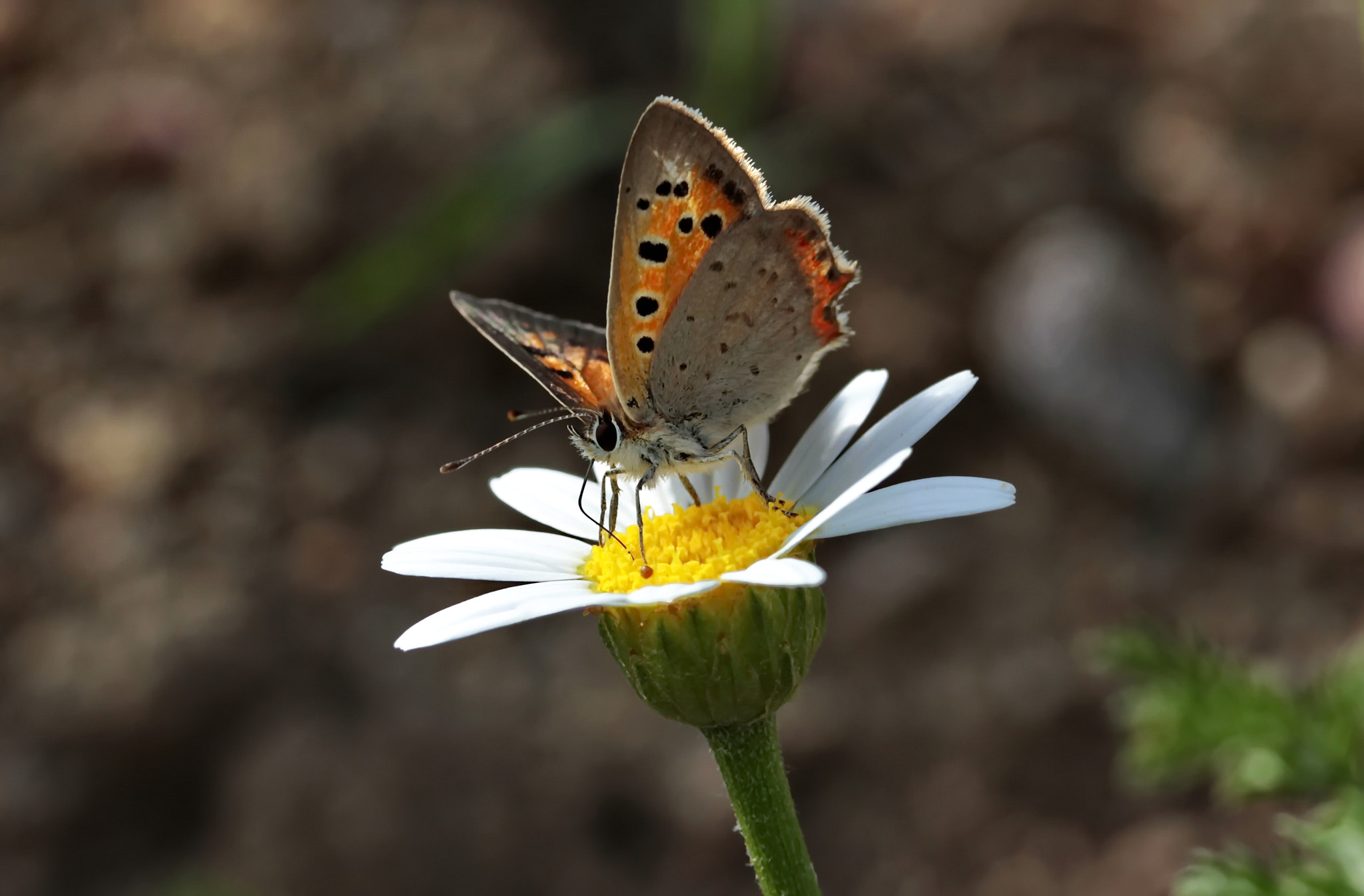 Canon EF-S 60mm F2.8 Macro USM sample photo. Kelebek photography