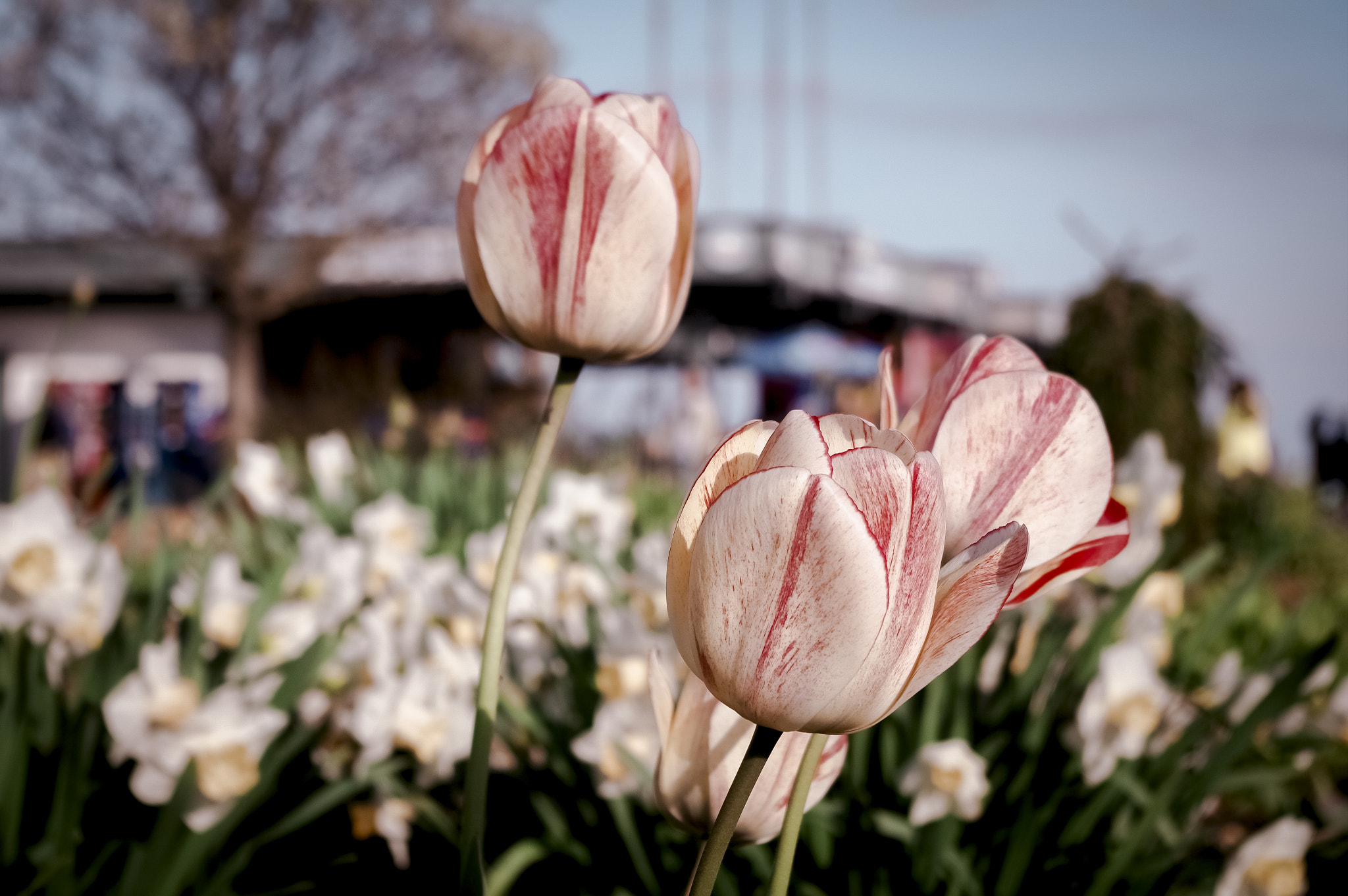 Pentax K-7 sample photo. Spring freshness photography