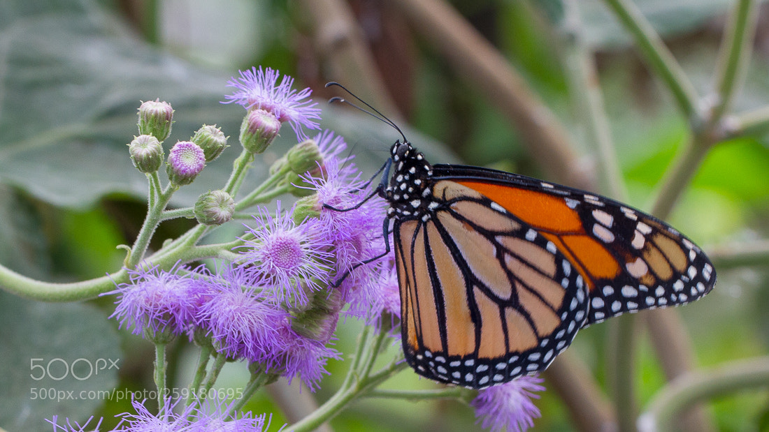 Canon EOS 7D sample photo. Butterfly monarch photography