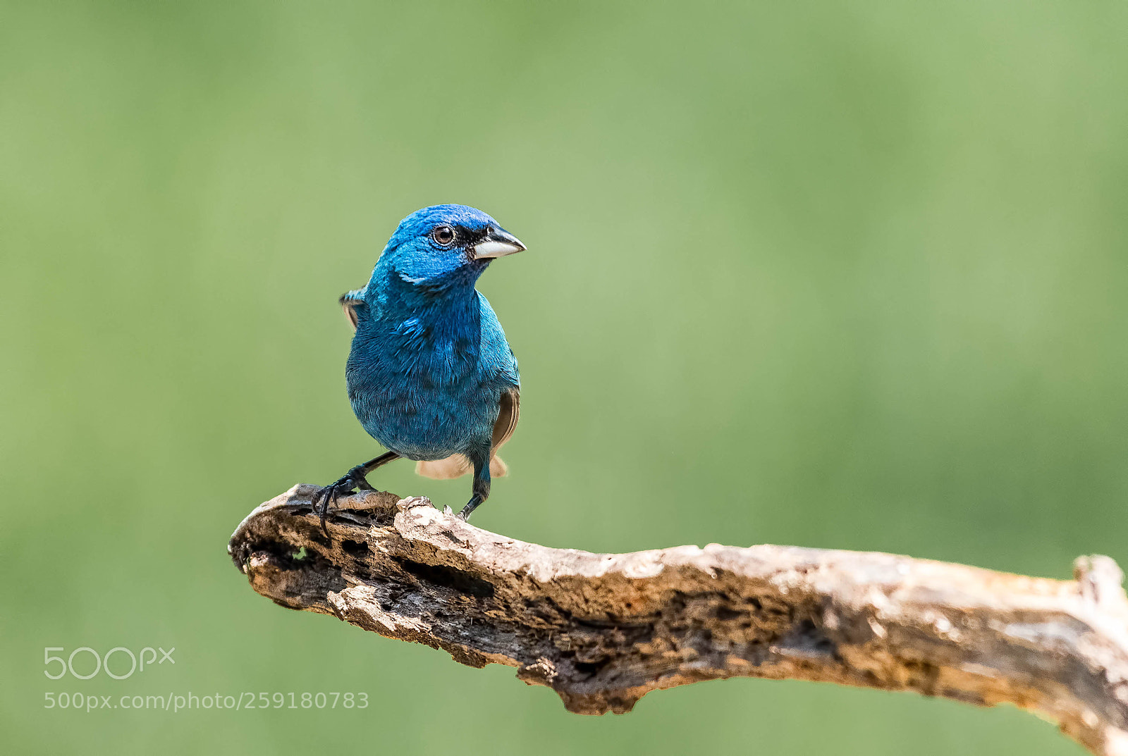 Nikon D500 sample photo. Indigo bunting, male photography