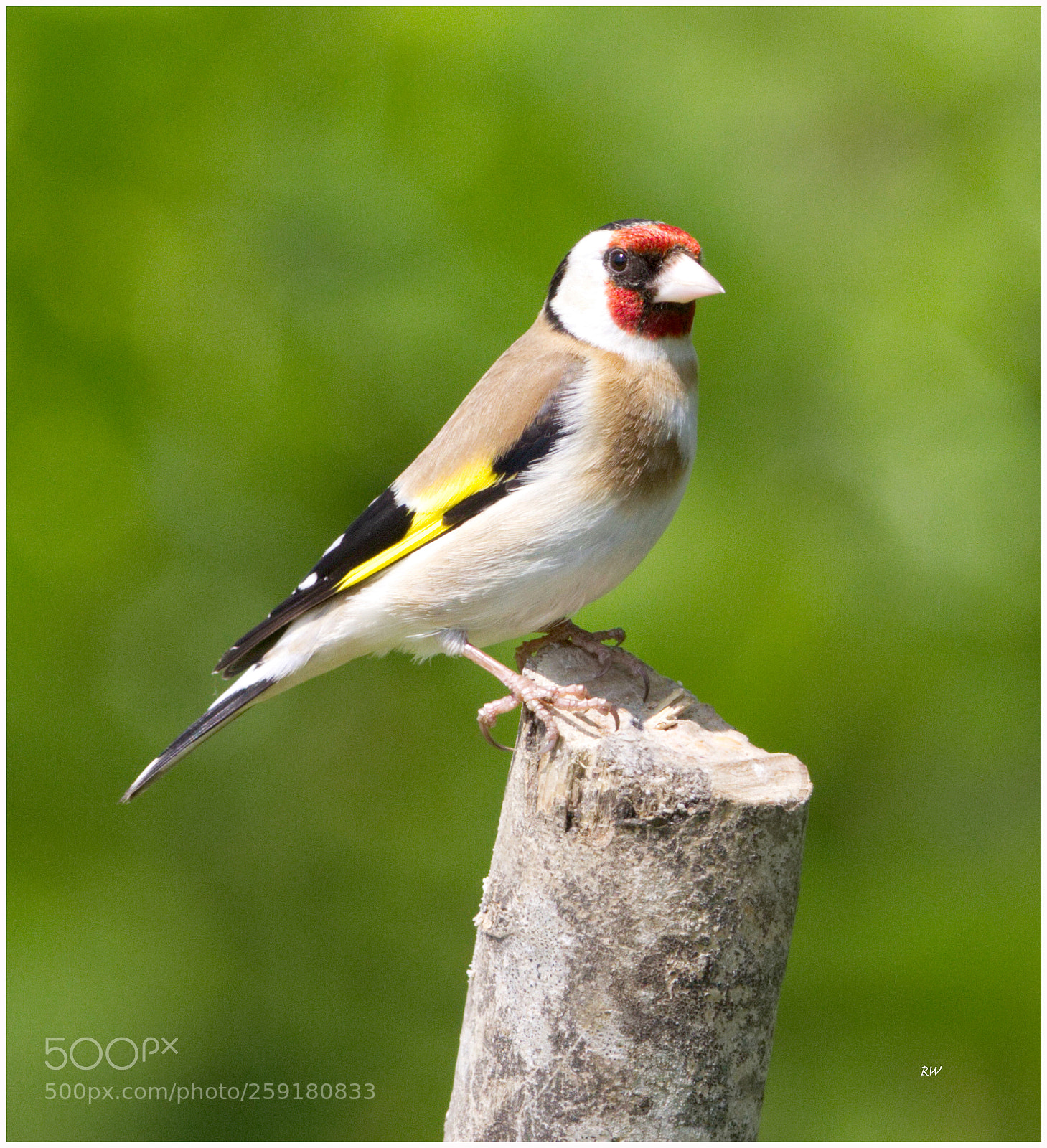 Canon EOS 7D sample photo. Goldfinch pose photography