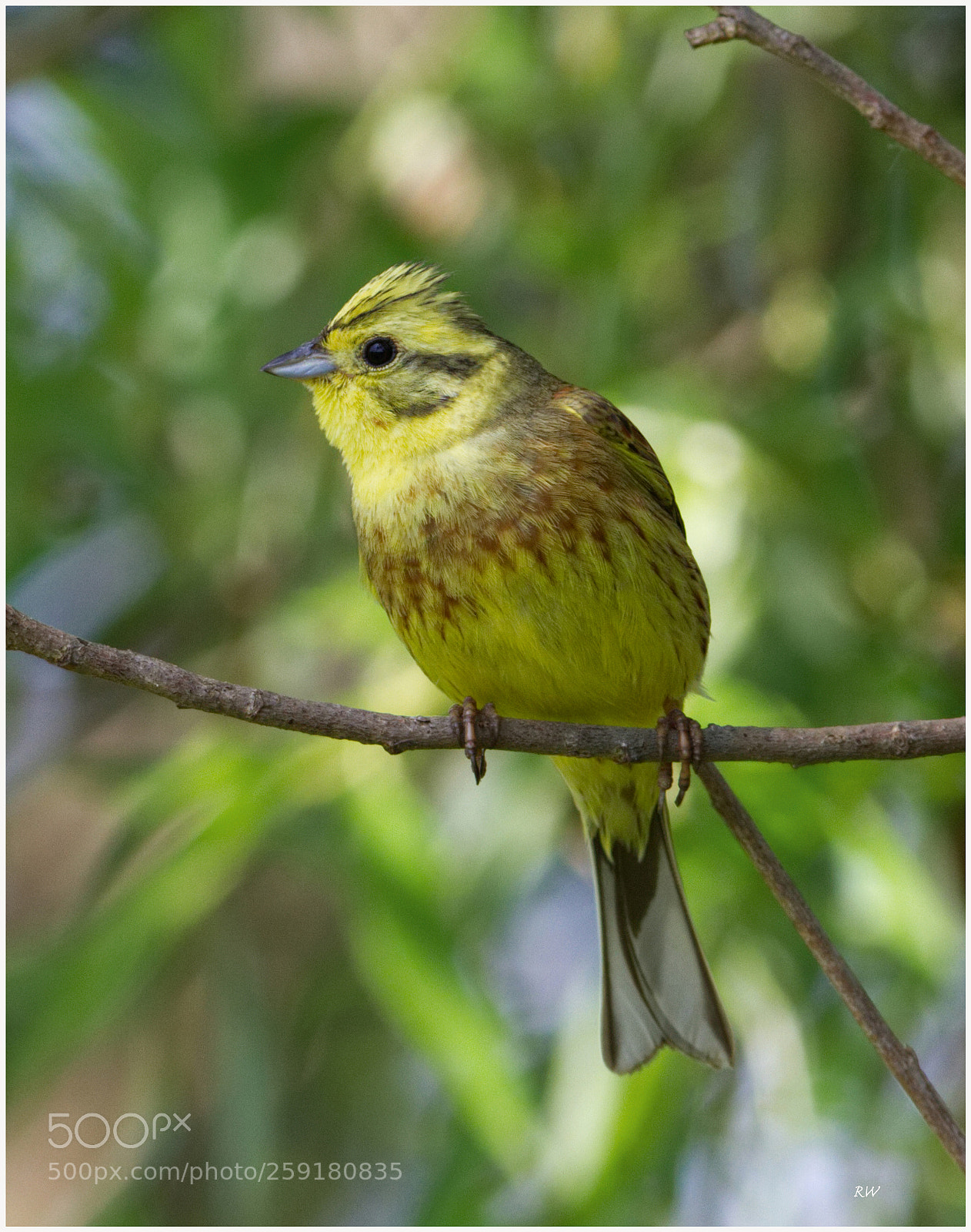 Canon EOS 7D sample photo. Yellowhammer photography