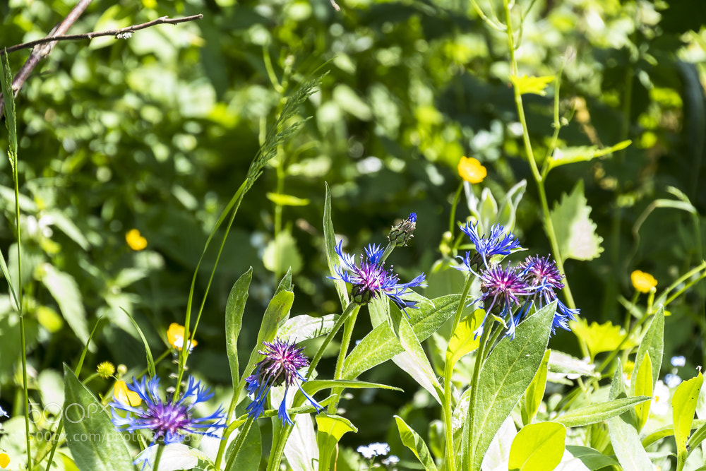 Nikon D500 sample photo. Flowers photography