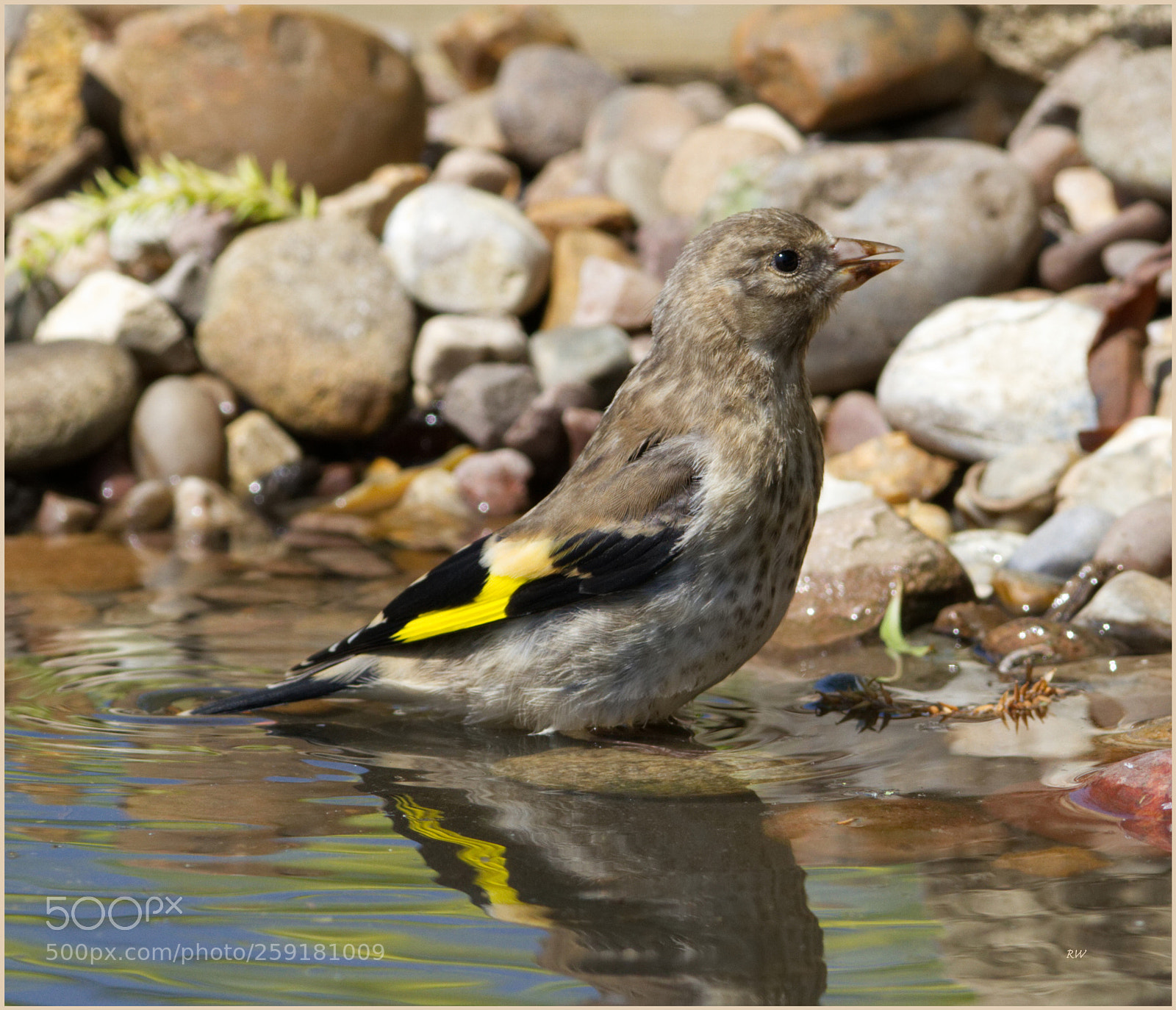 Canon EOS 7D sample photo. Young goldfinch photography
