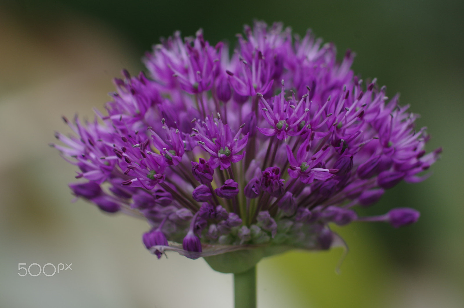 Pentax K-3 II sample photo. Allium photography