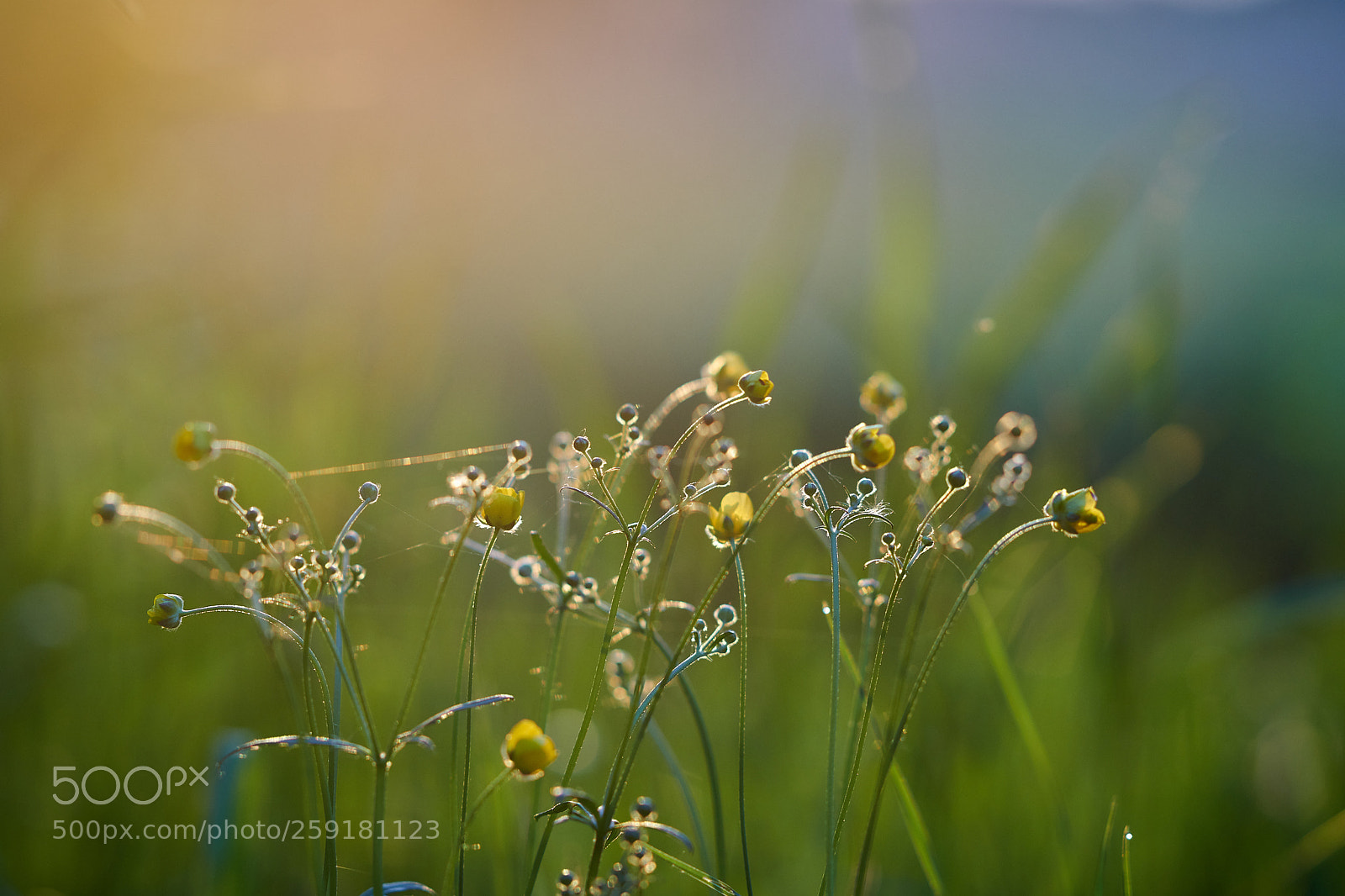 Sony a99 II sample photo. цветы photography