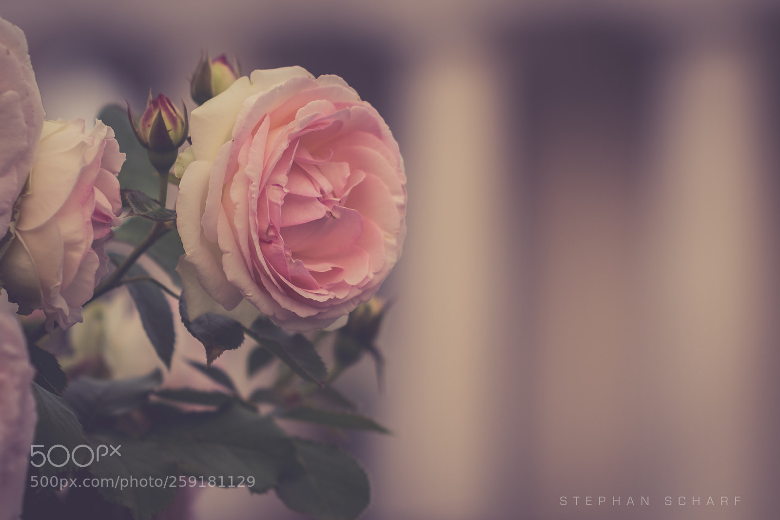 Fujifilm X-T10 sample photo. Rose photography