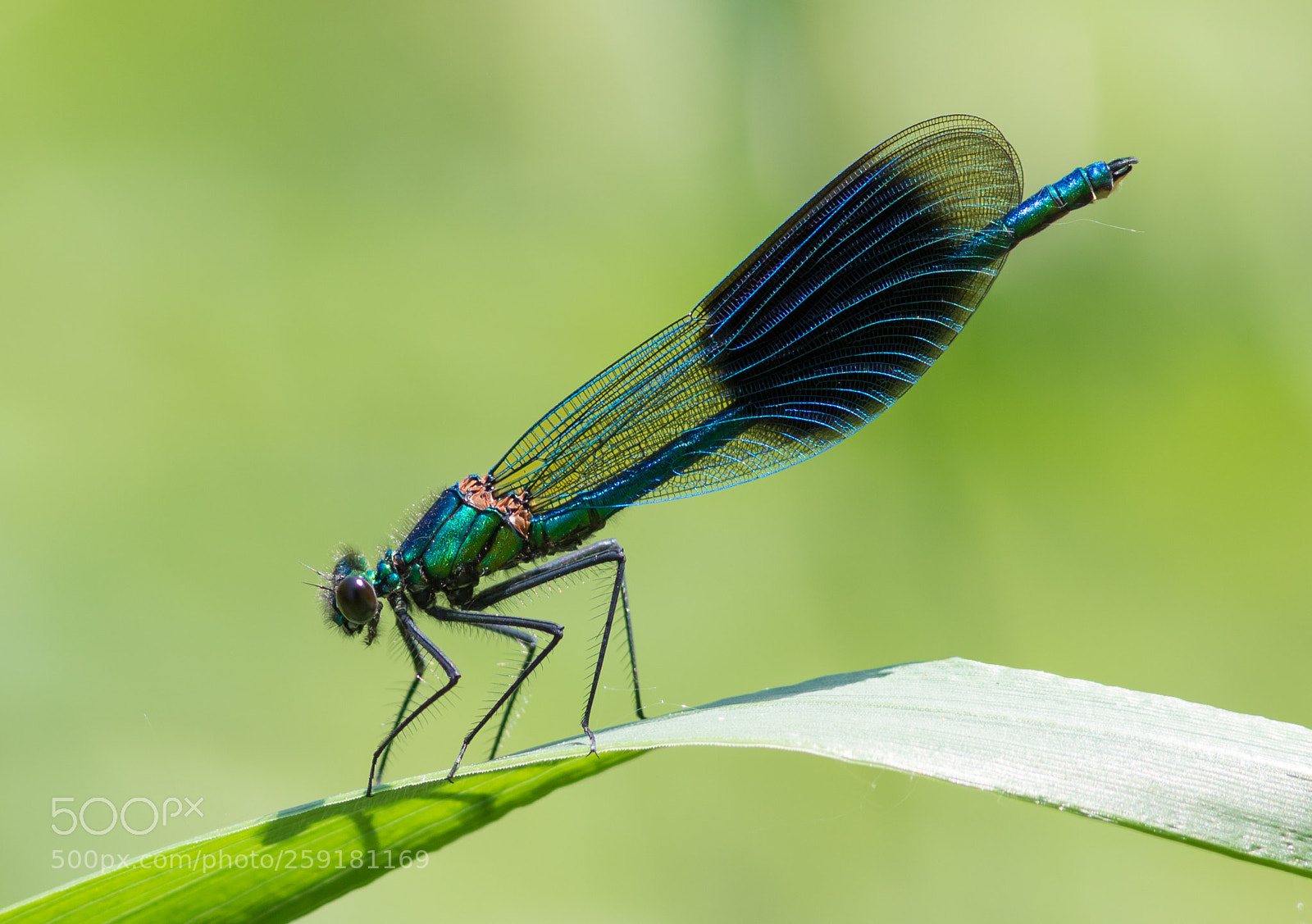Canon EOS 7D Mark II sample photo. Banded demoiselle photography