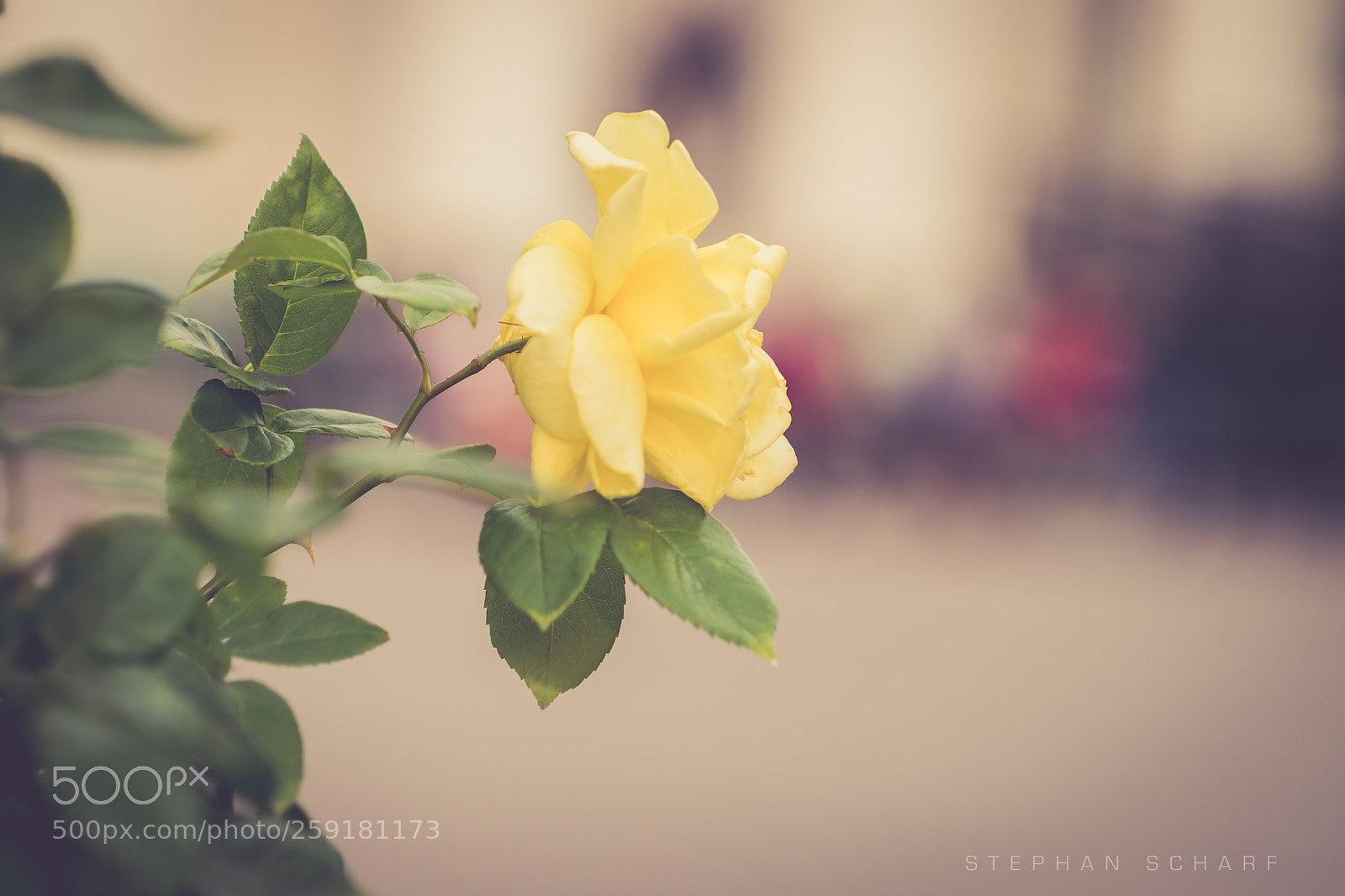 Fujifilm X-T10 sample photo. Rose photography