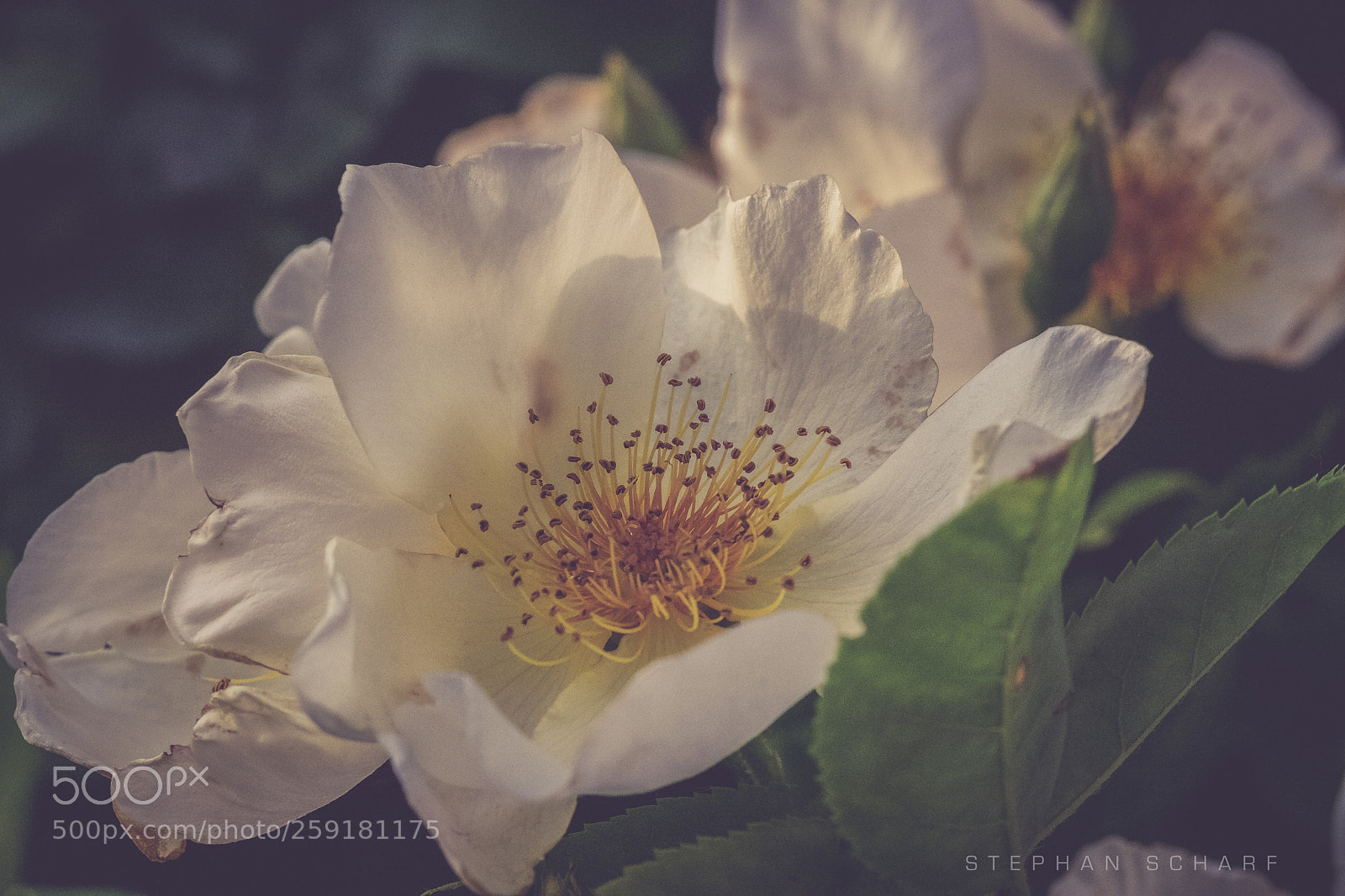 Fujifilm X-T10 sample photo. Rose photography
