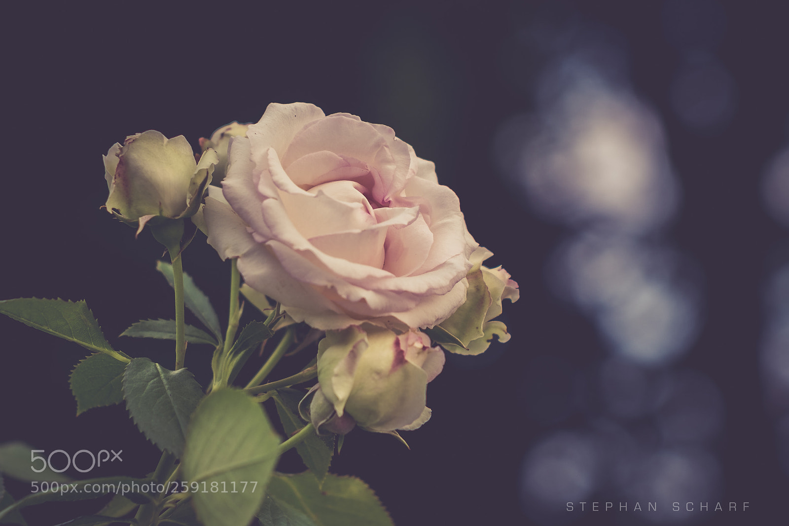 Fujifilm X-T10 sample photo. Rose photography