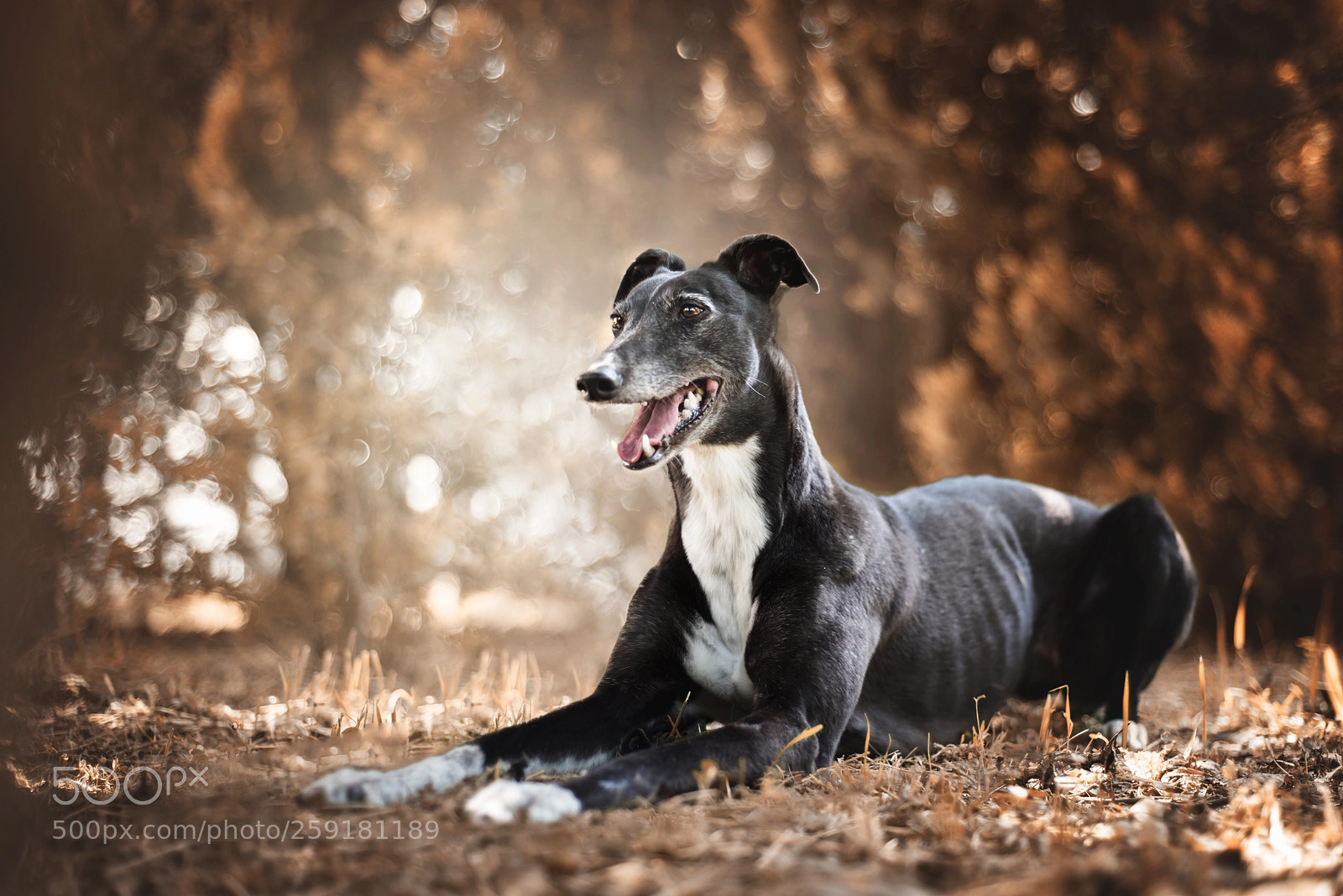 Nikon D750 sample photo. Jessie photography