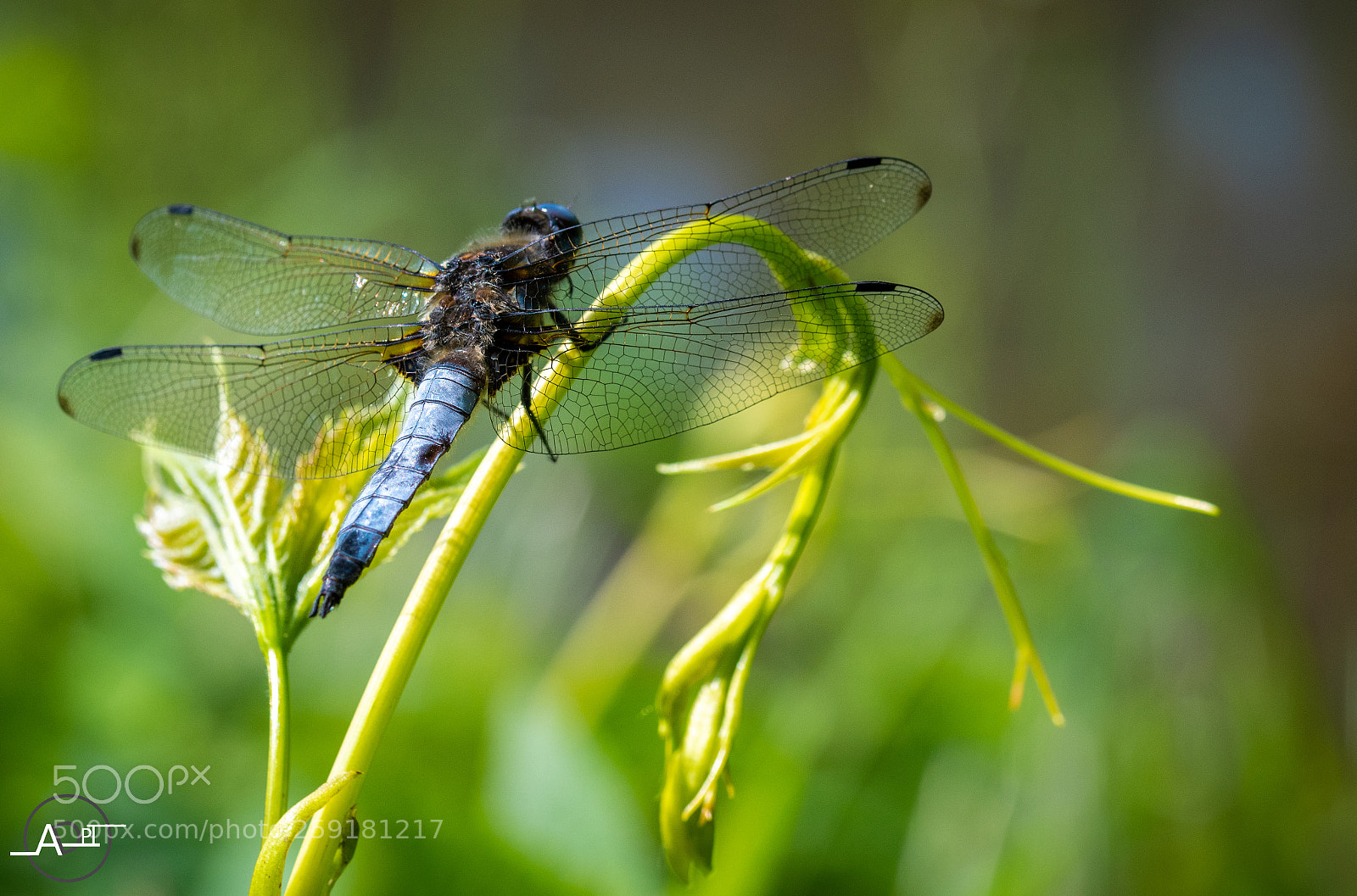Nikon D500 sample photo. Libellule anisoptera bleu ciel photography