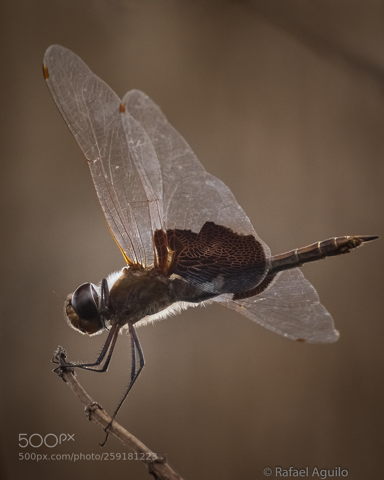 Nikon D7200 sample photo. Dragonfly photography