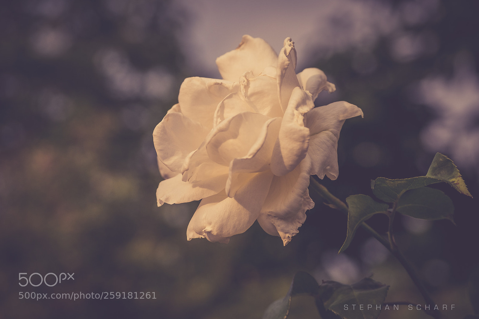 Fujifilm X-T10 sample photo. Rose photography