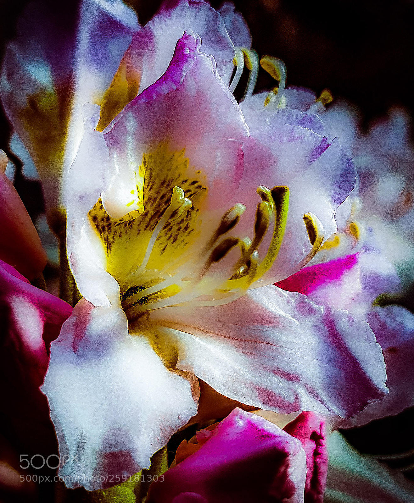 Samsung Galaxy S8+ sample photo. Closeup photography
