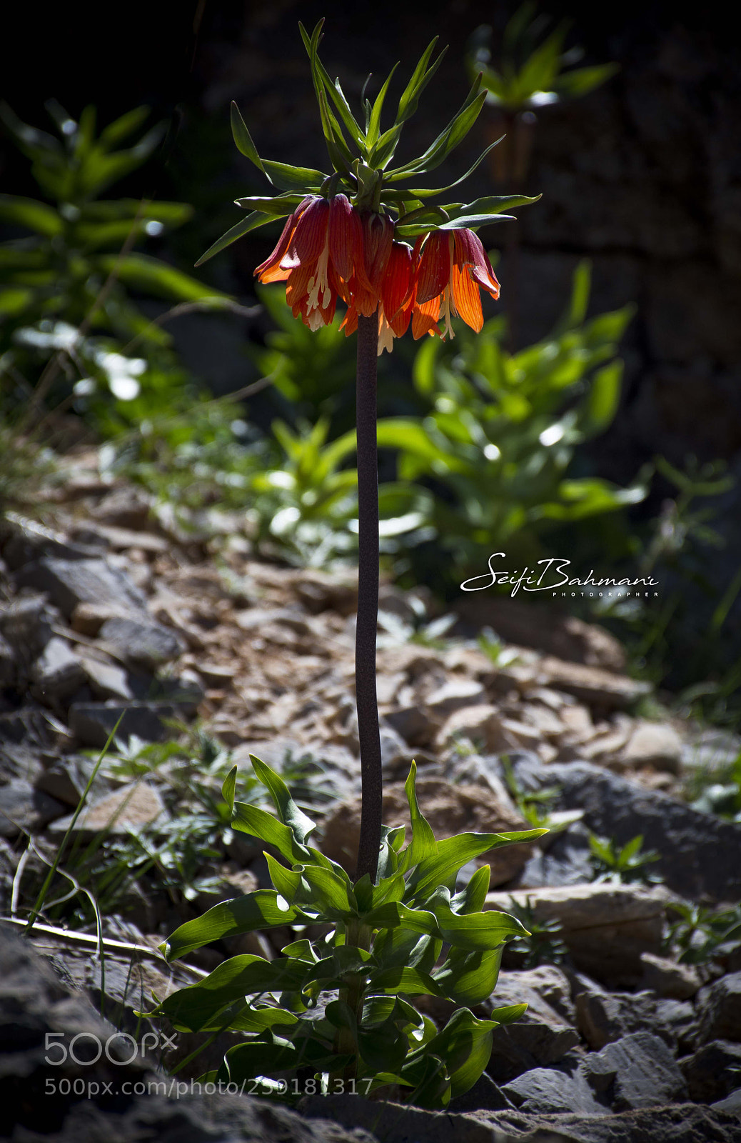 Nikon D7200 sample photo. Untitled photography