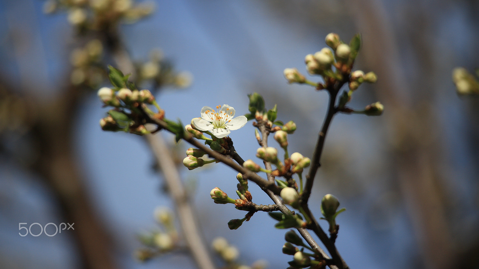 Canon EOS M + Canon EF-S 55-250mm F4-5.6 IS STM sample photo. Spring photography