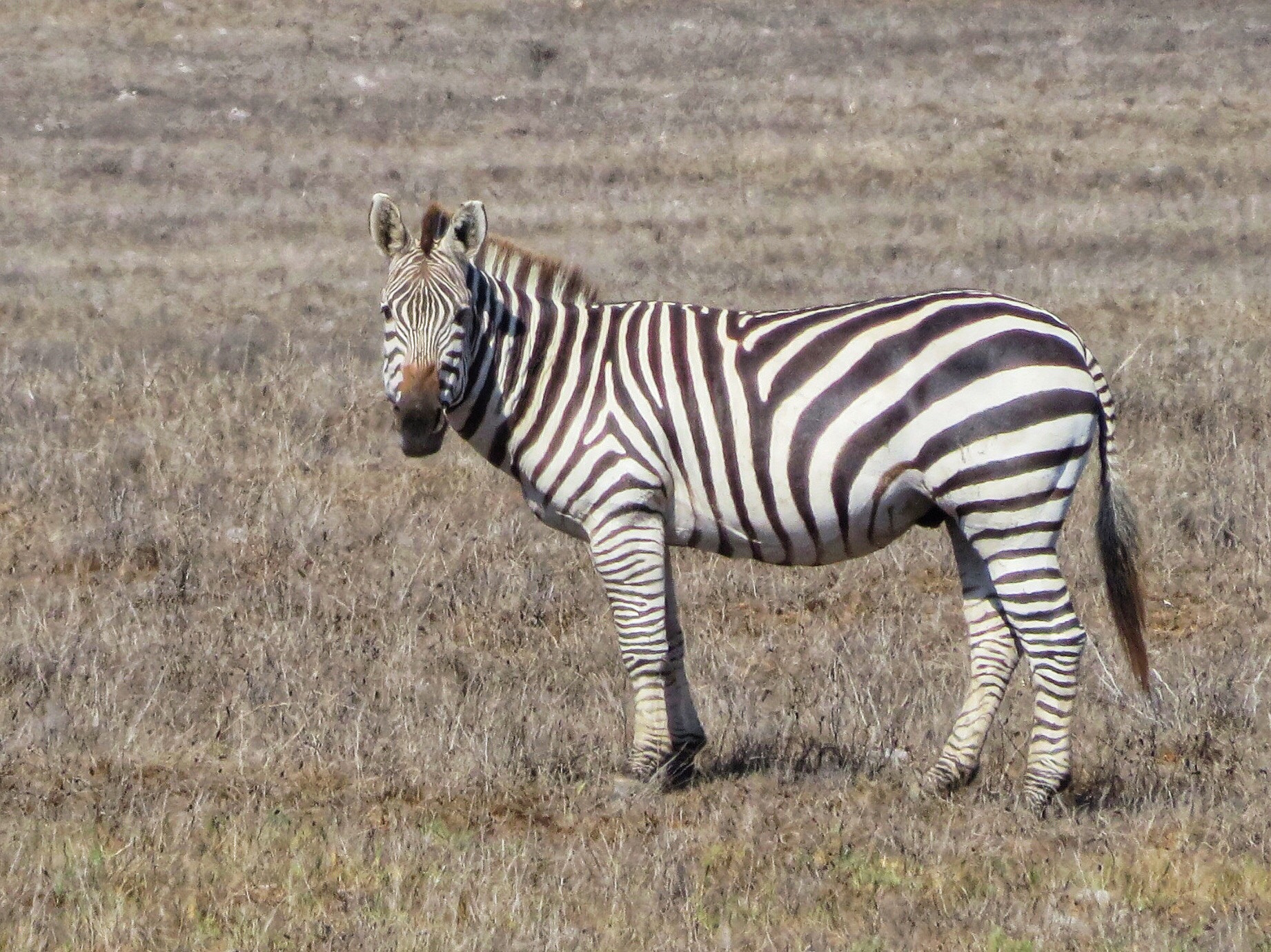 Canon PowerShot SX280 HS sample photo. California zebra photography