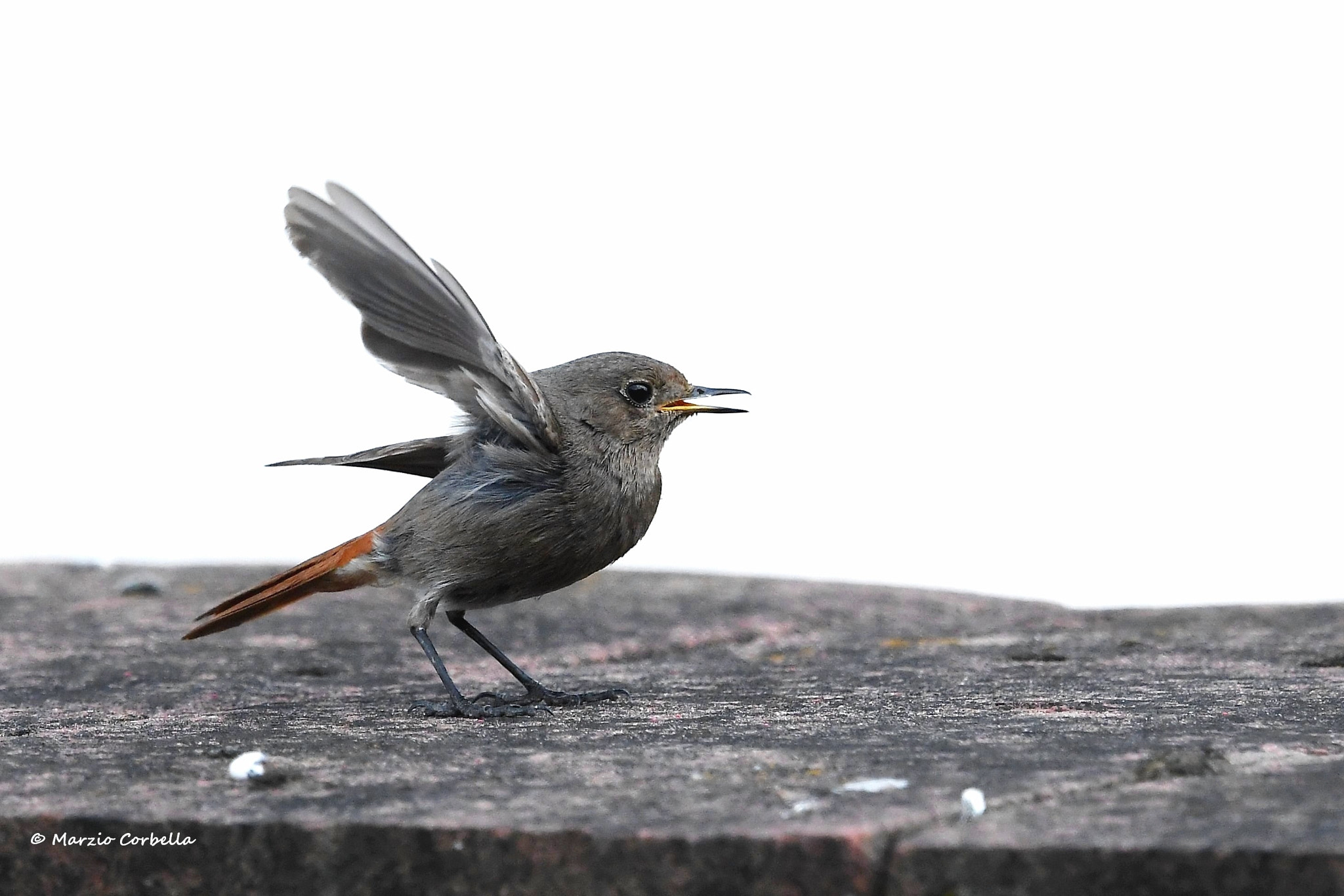 Nikon D500 + Nikon AF-S Nikkor 500mm F4E FL ED VR sample photo. " i'm singin' and dancing in the rain". photography