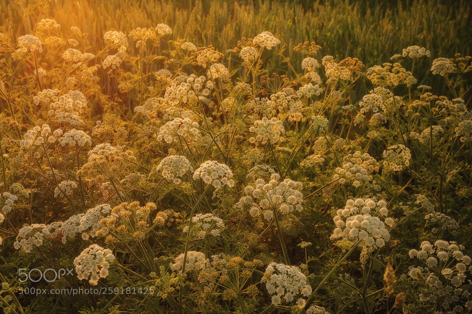 Canon EOS 7D sample photo. Champs de fleurs pour photography