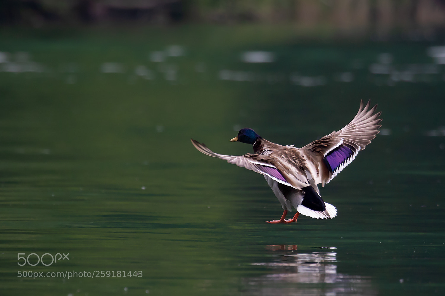 Canon EOS 7D Mark II sample photo. Touchdown photography