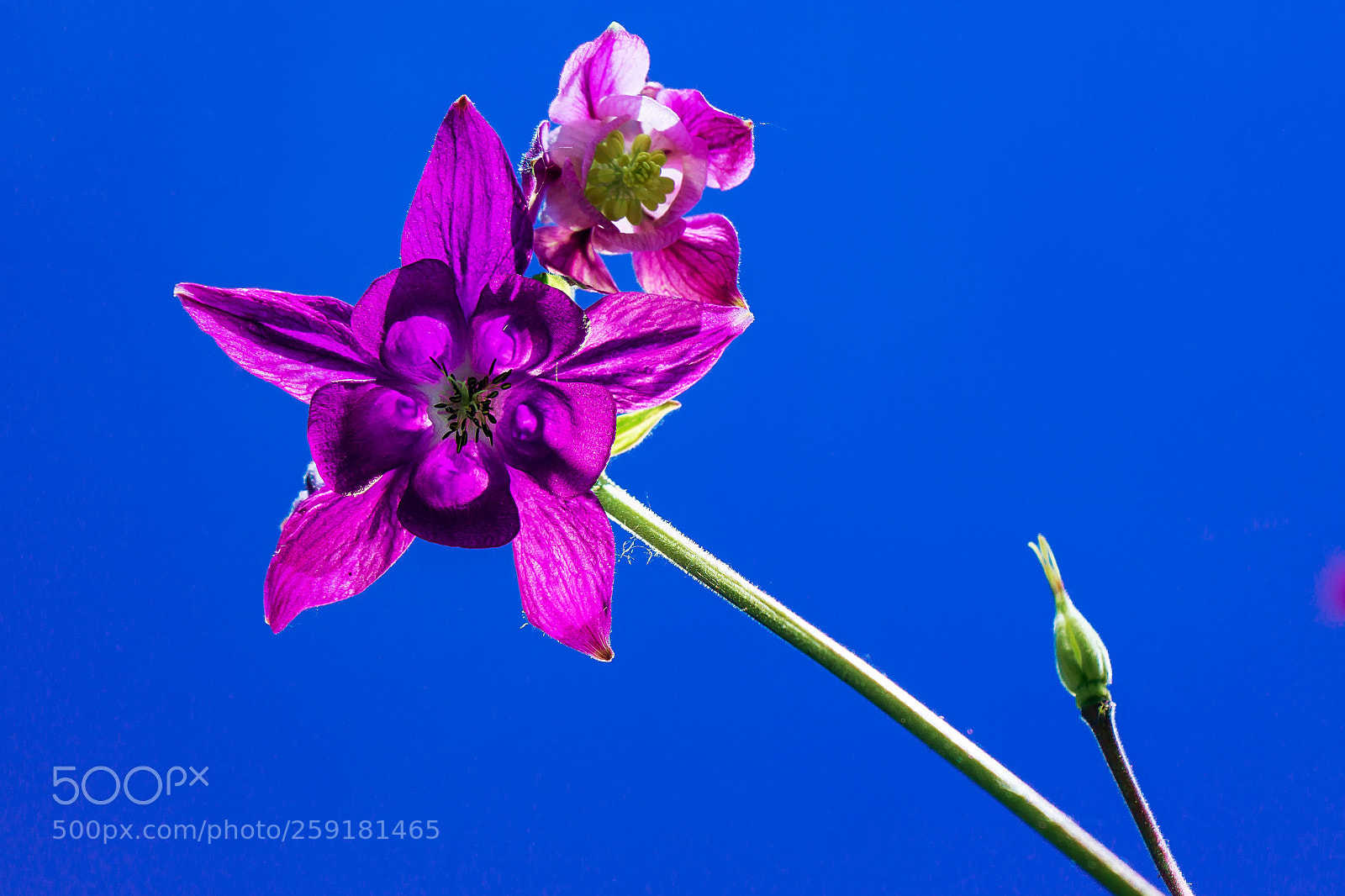 Sony a6000 sample photo. Dscaquilegia vulgaris photography