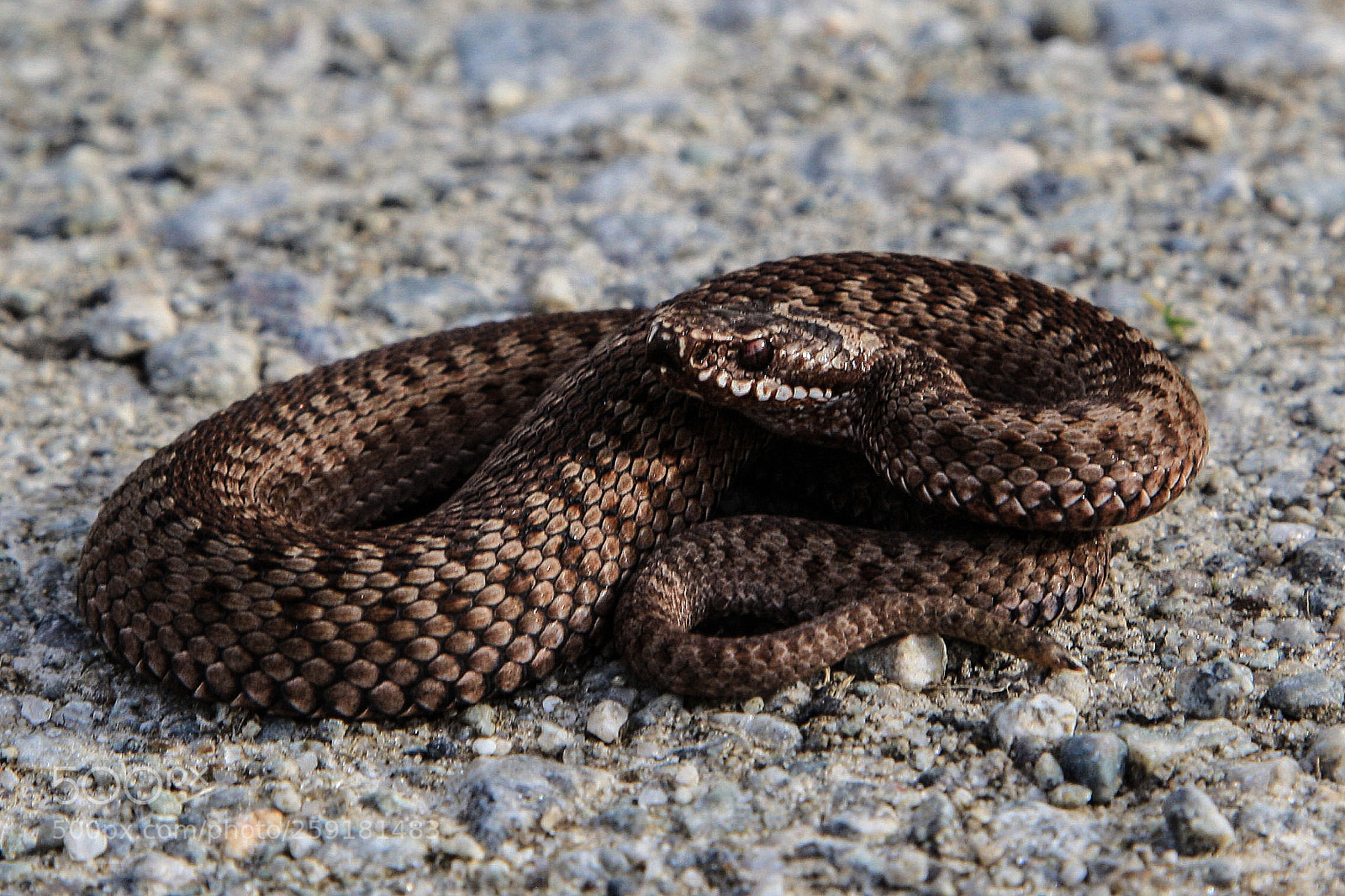 Canon EOS 5D Mark II sample photo. Vipera berus photography