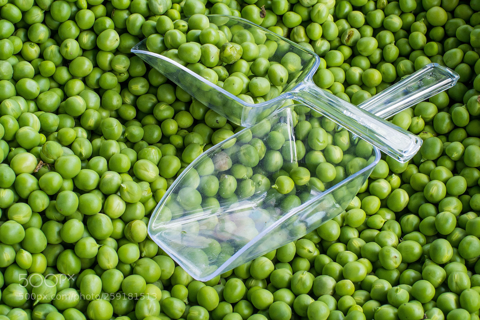 Fujifilm X-Pro1 sample photo. Young peas shelled photography