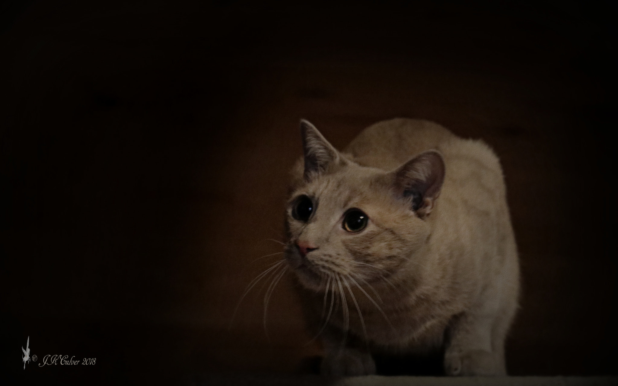 Canon EOS 77D (EOS 9000D / EOS 770D) sample photo. Our harley boy photography