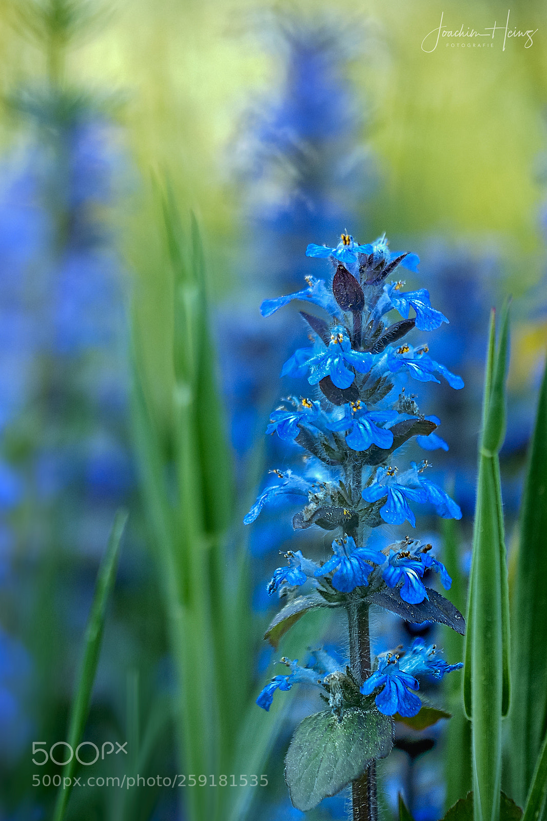 Fujifilm X-T2 sample photo. Blue bugle photography