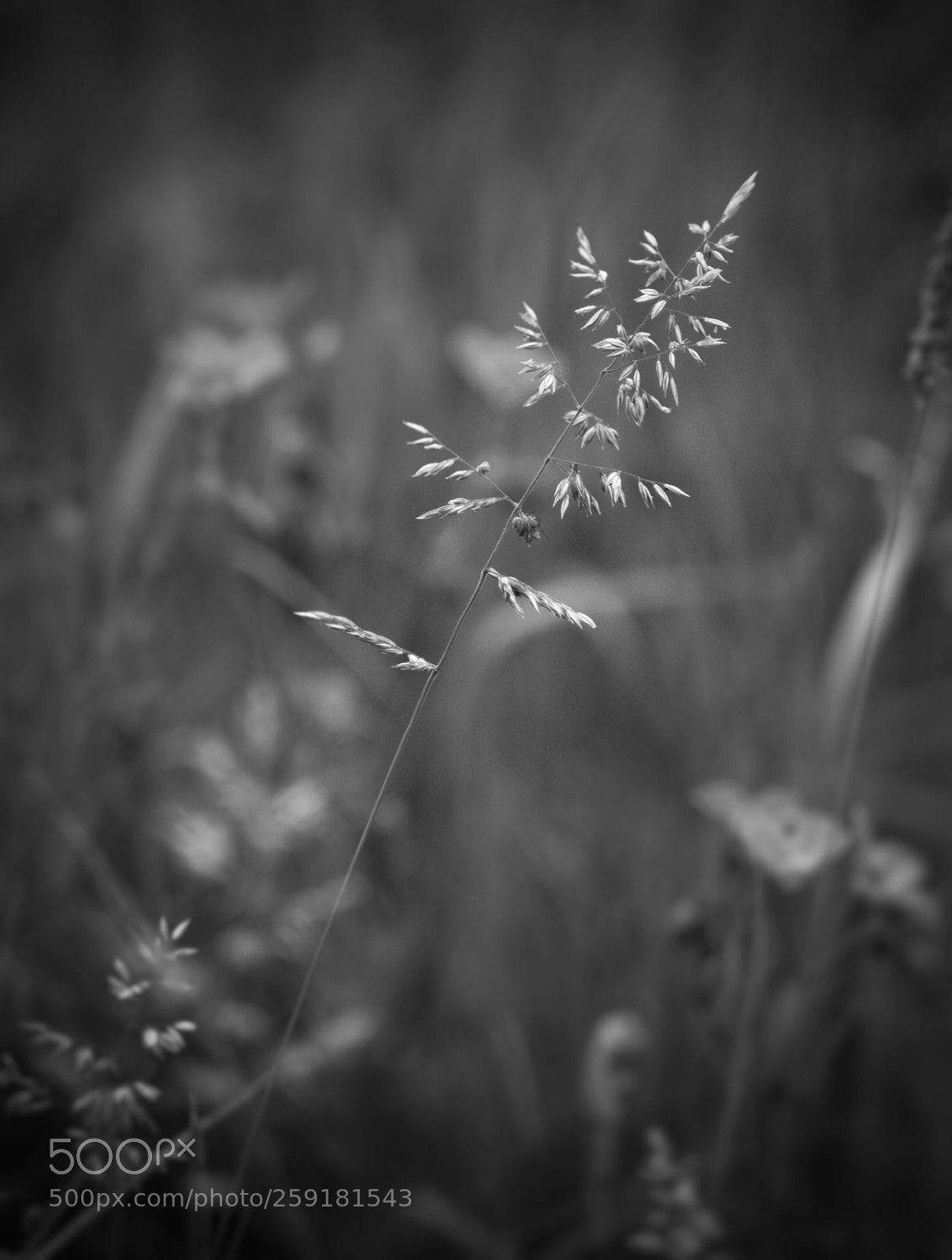 Nikon D3000 sample photo. Untitled photography