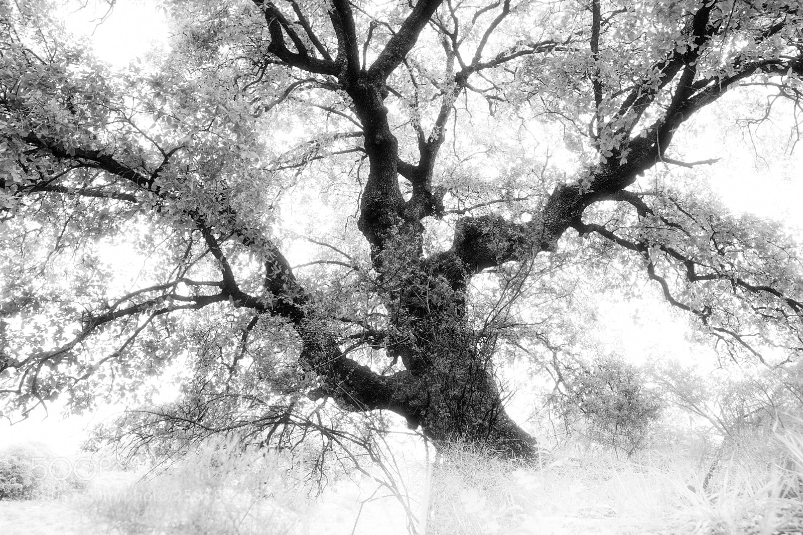 Fujifilm X-T2 sample photo. Tree love photography