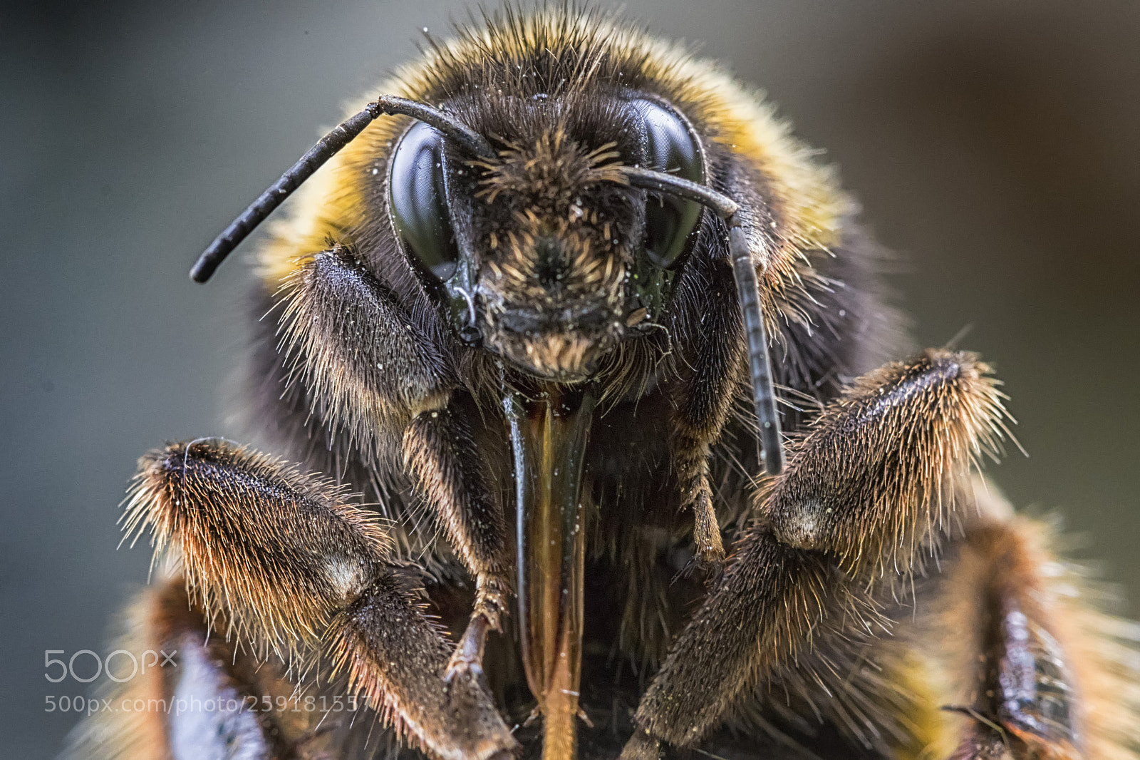 Canon EOS 80D sample photo. Abeja - bee photography