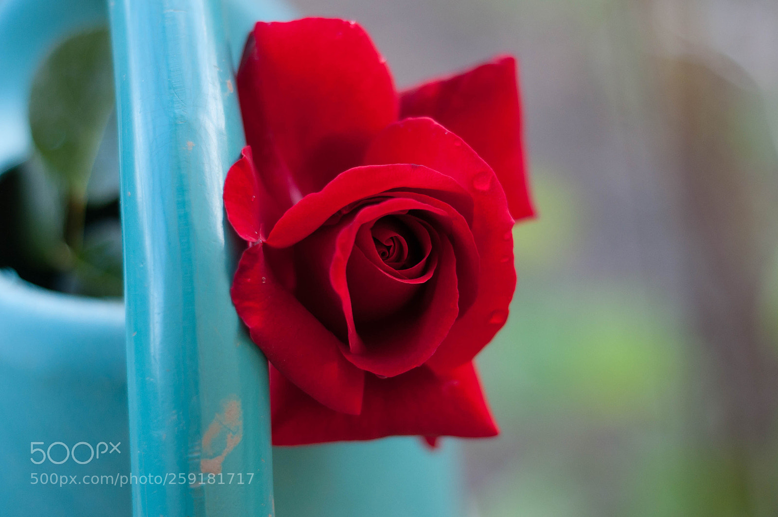 Nikon D90 sample photo. Red beauty photography