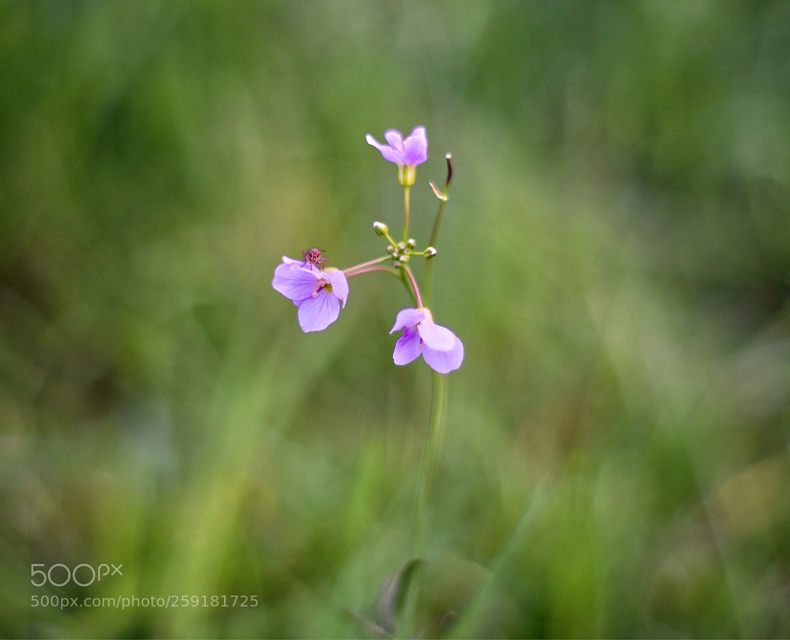 Canon EOS-1D Mark II N sample photo. Insect & flower photography