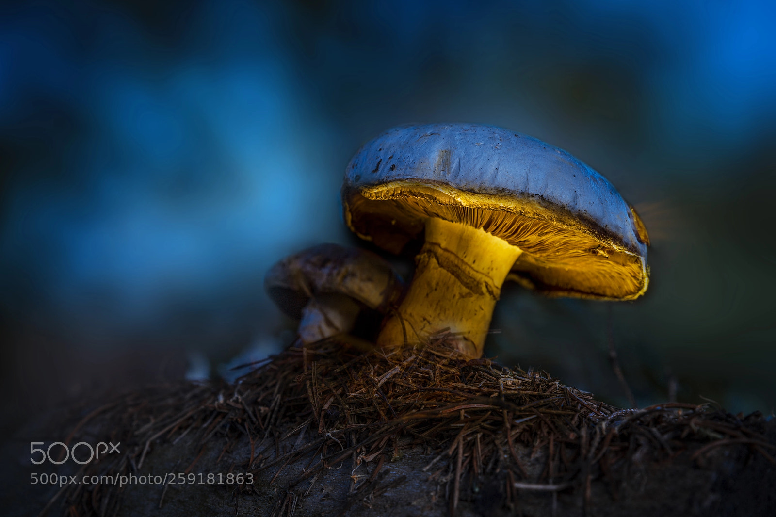 Sony a7 II sample photo. Forest lamp photography