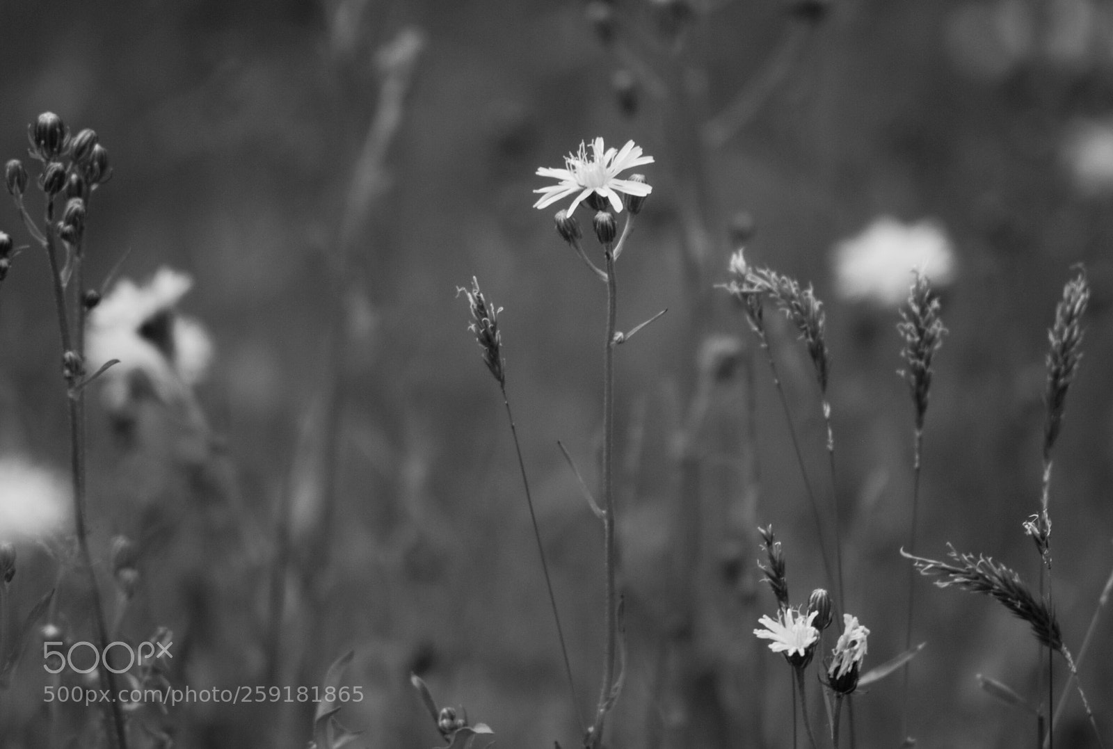 Nikon D3000 sample photo. Untitled photography