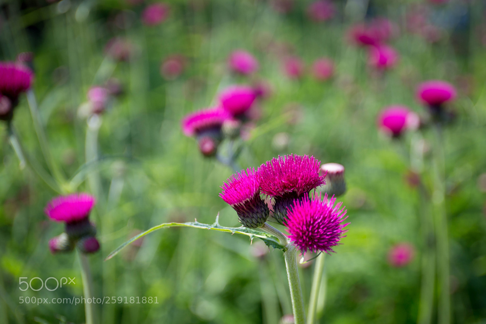 Canon EOS 6D sample photo. Thistle flowers photography