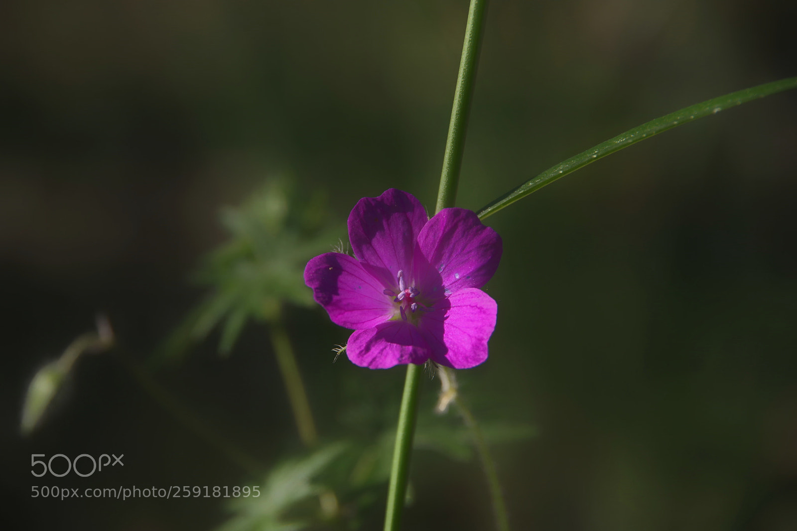 Pentax K-70 sample photo. Untitled photography