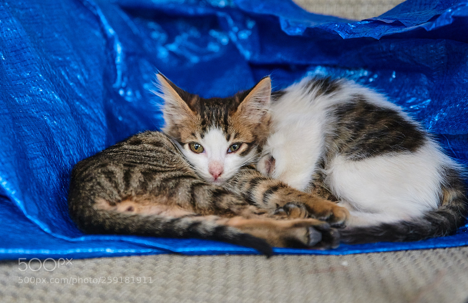 Nikon D850 sample photo. The head belongs to photography