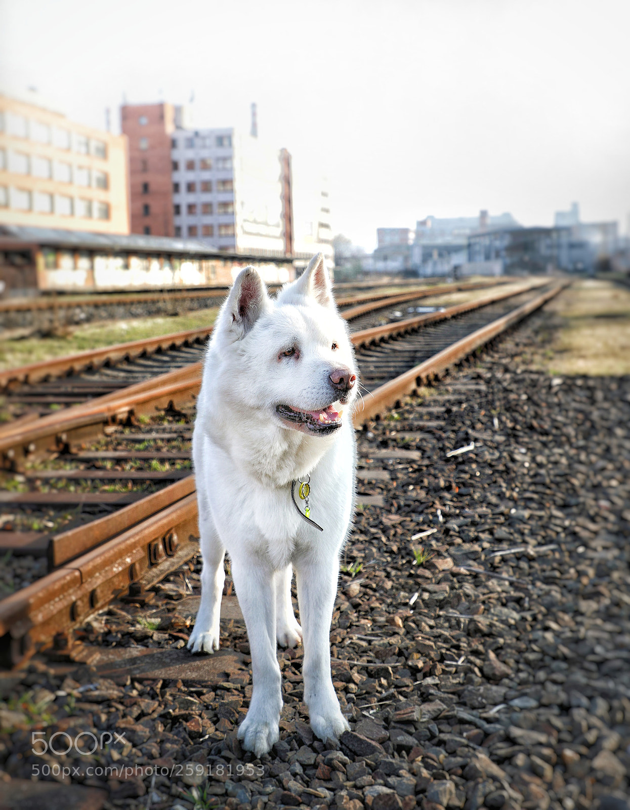 Canon EOS 5D Mark IV sample photo. My dog photography